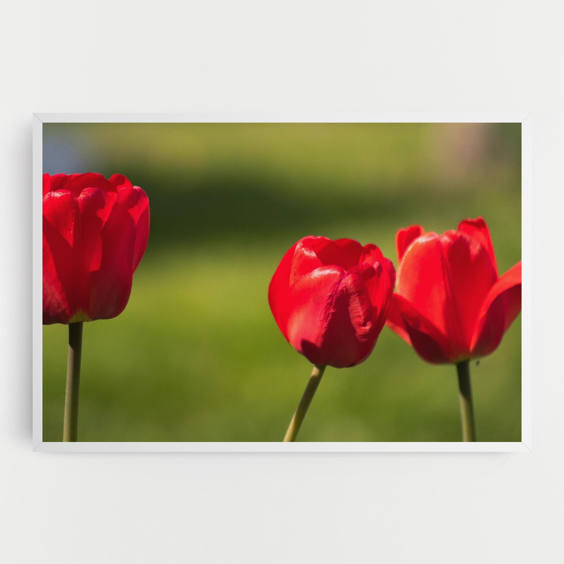 3 Red Tulips mockup 0