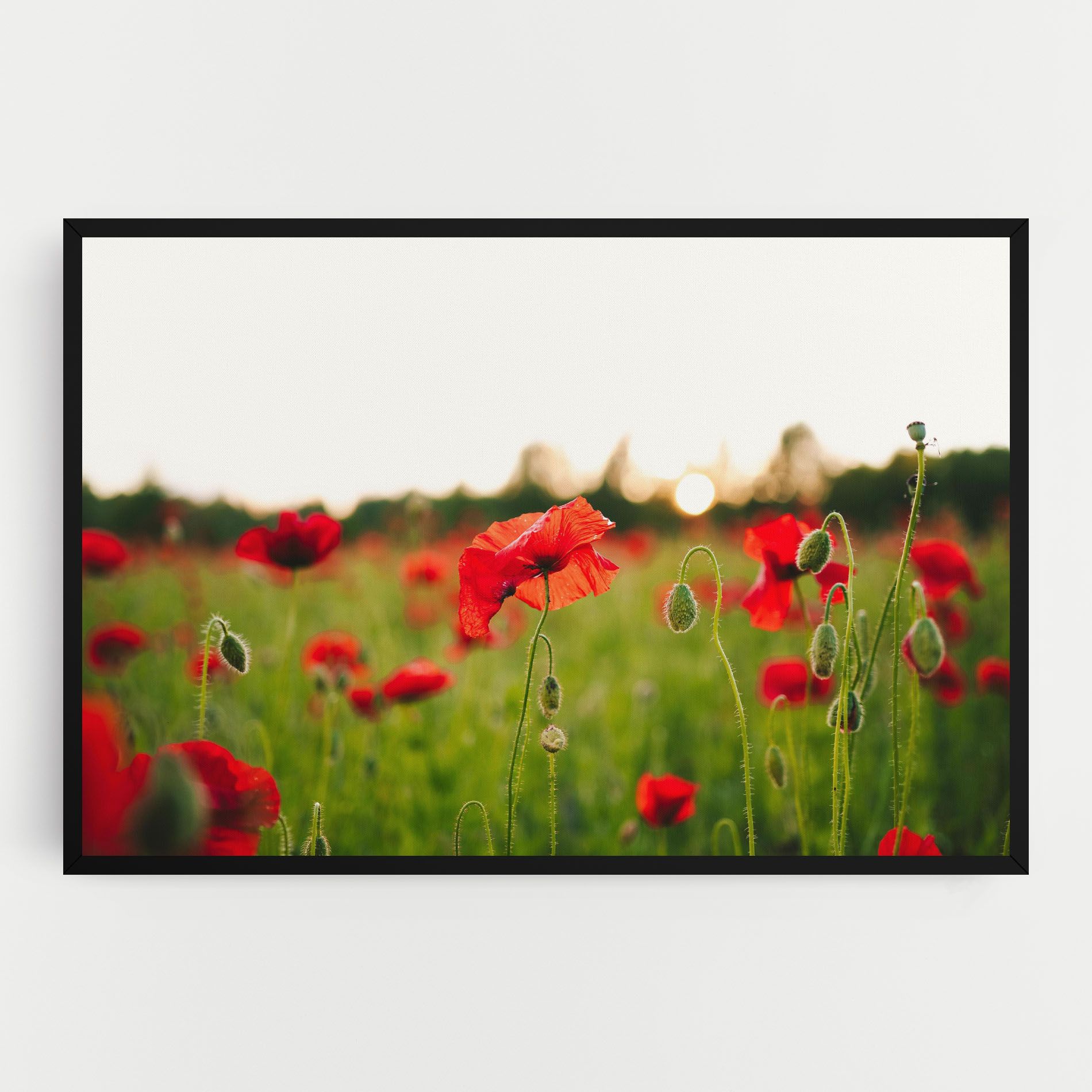 Poppies Field mockup 0