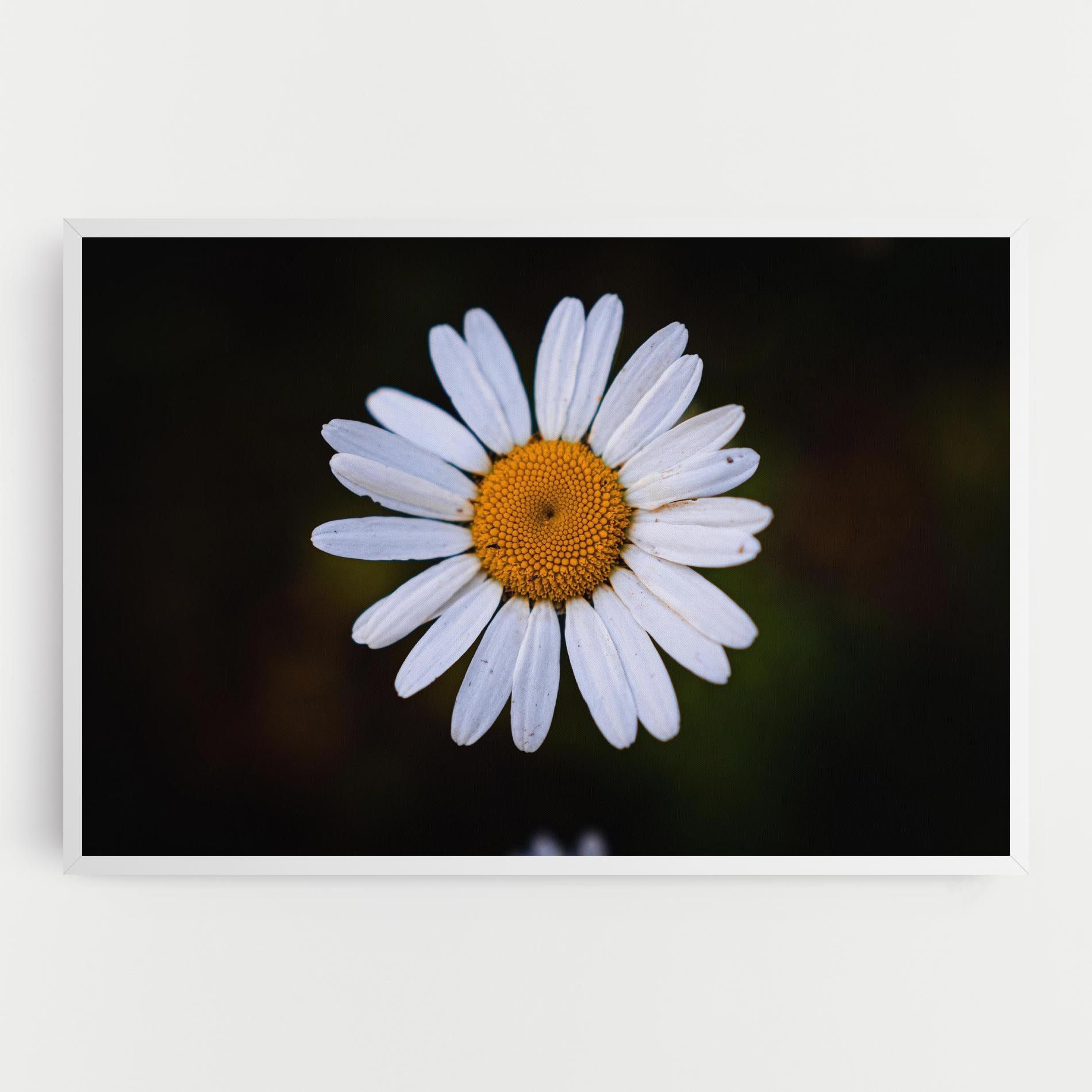 Big Yellow Center Daisy mockup 0