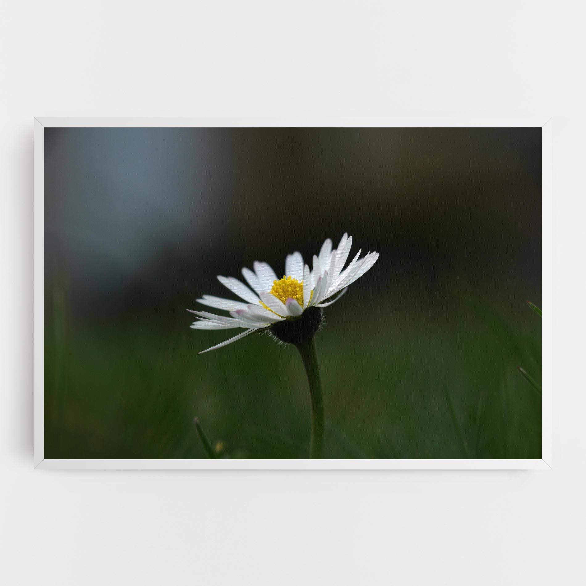 Garden Daisy mockup 0