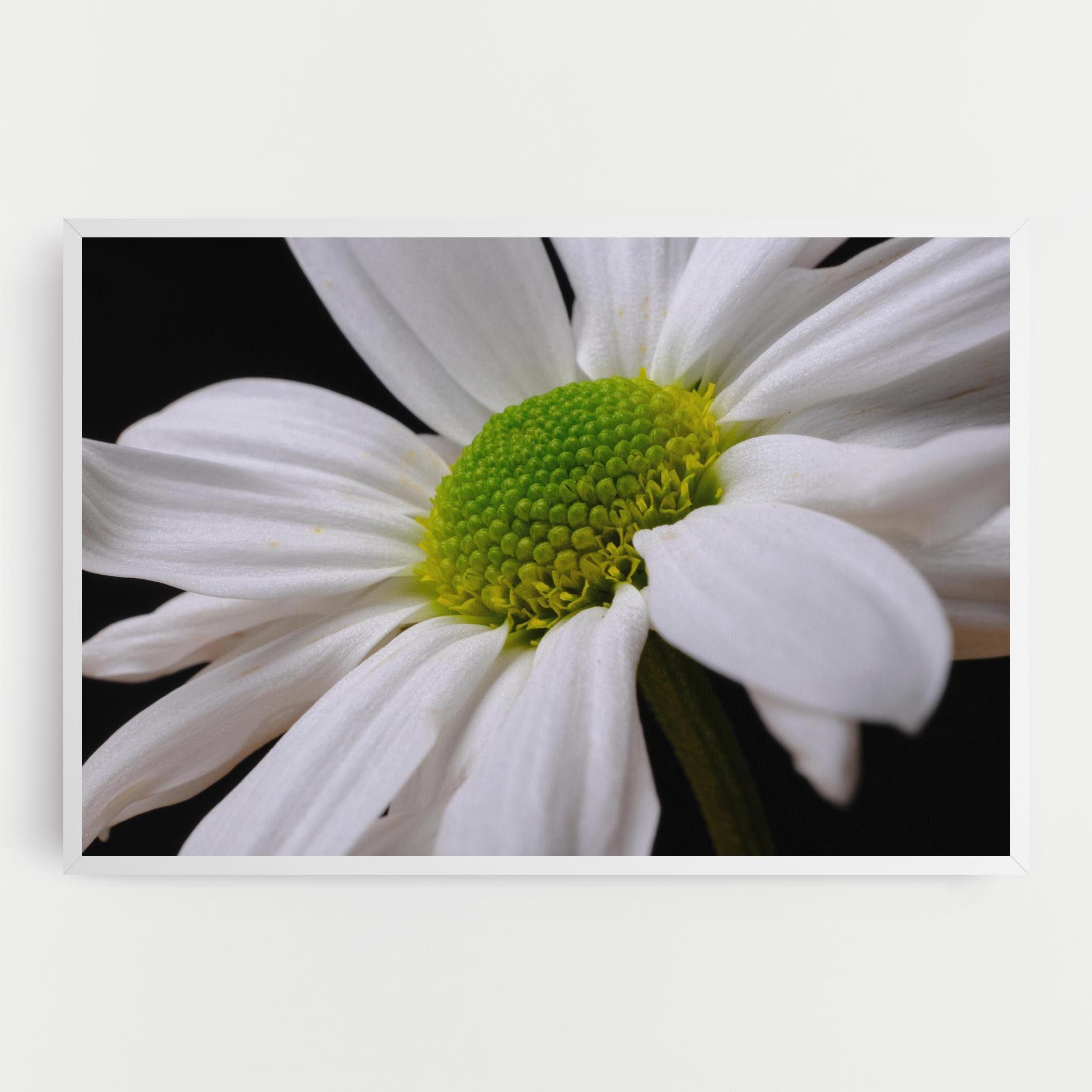 Green Middle Daisy mockup 0
