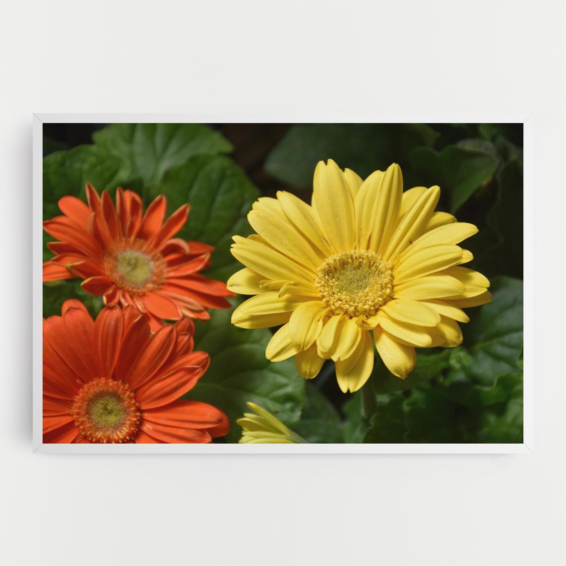 Orange Yellow Daisy mockup 0