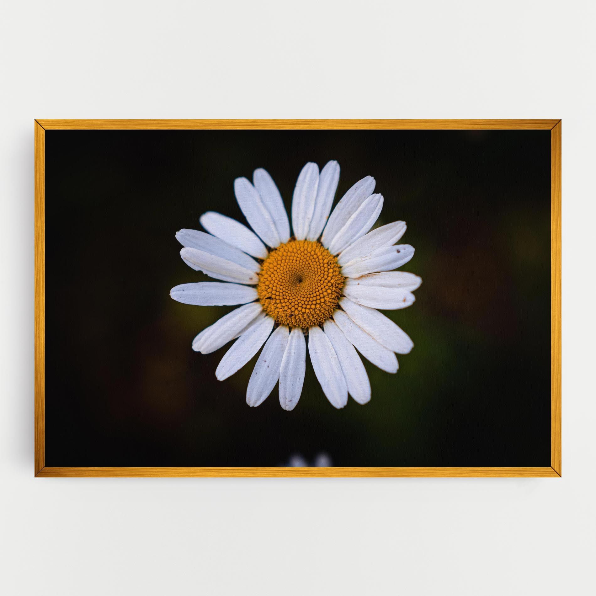 Big Yellow Center Daisy mockup 0