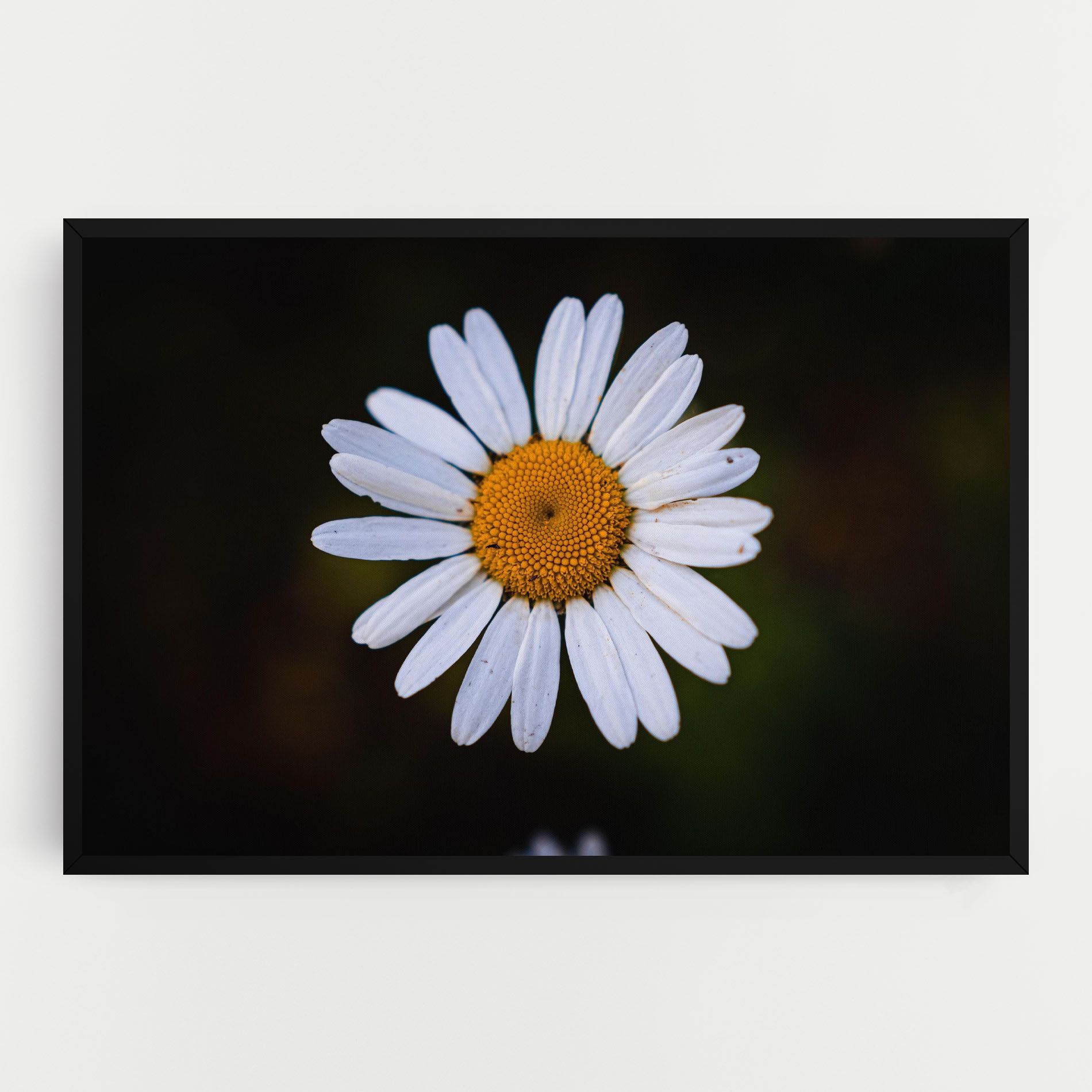 Big Yellow Center Daisy mockup 0