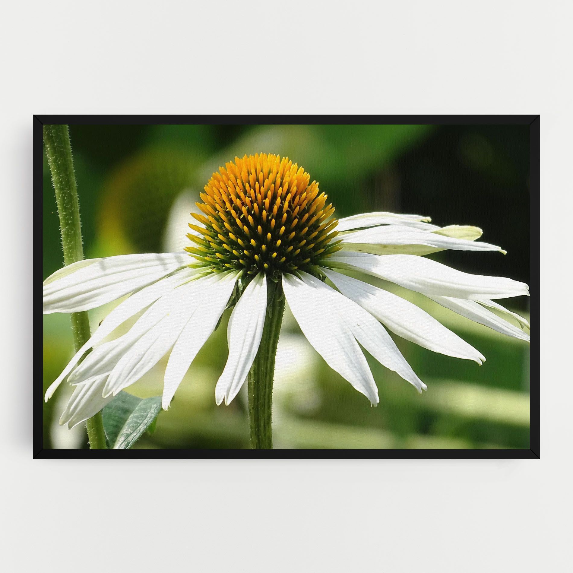 Green Daisy mockup 0