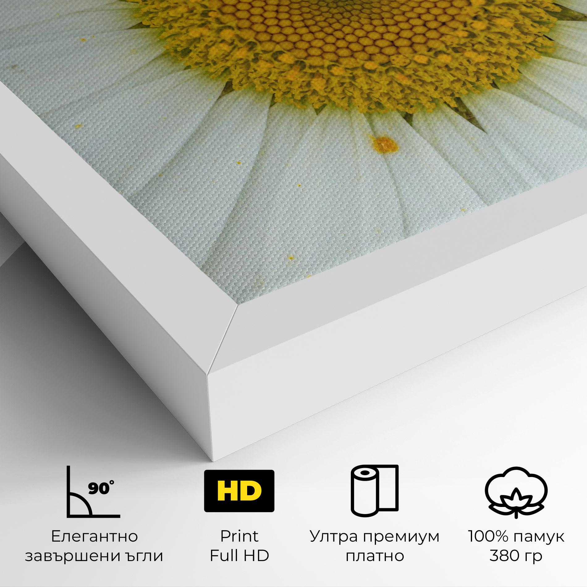 Картина на платно Daisy Close Up mockup 4