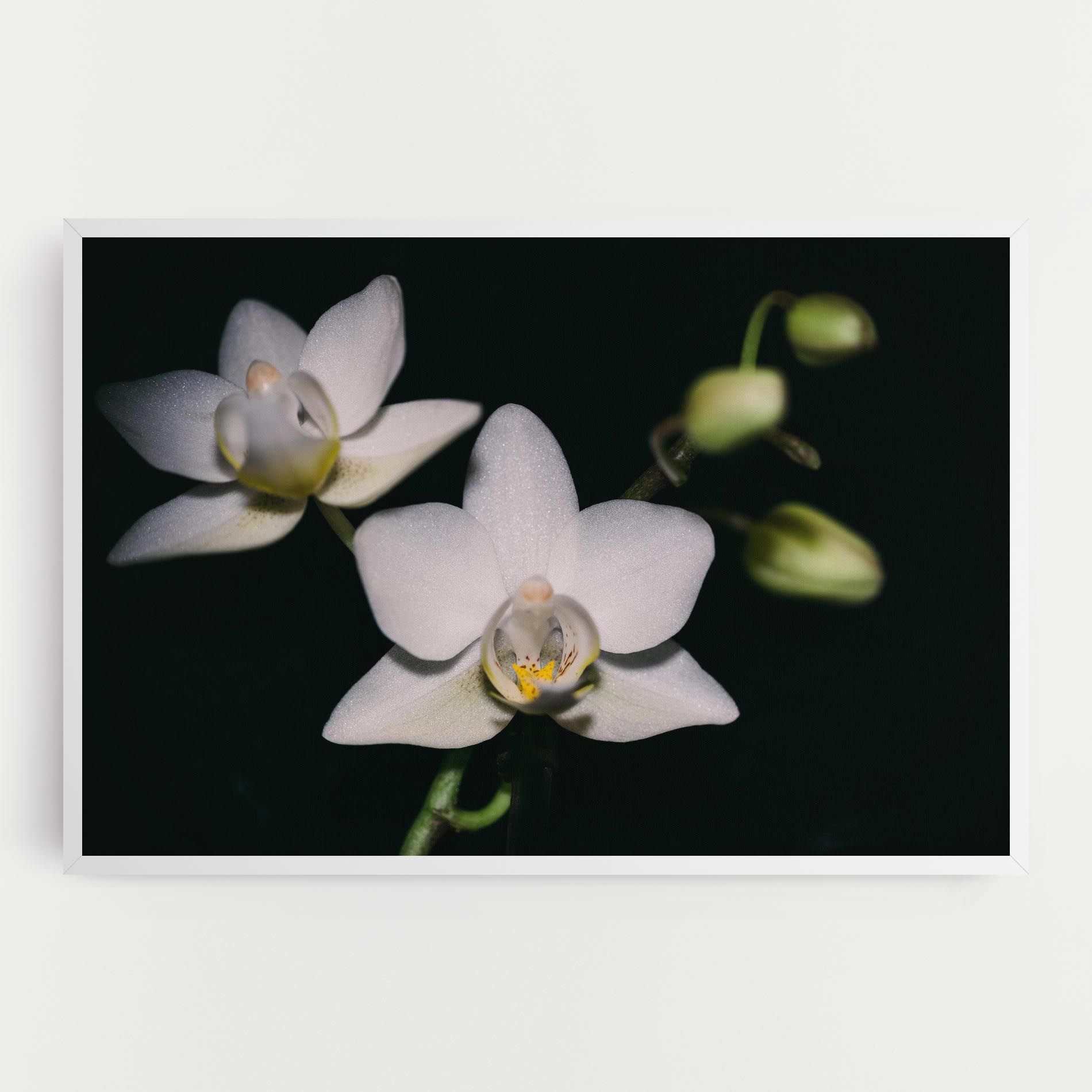 Orchids On Black mockup 0