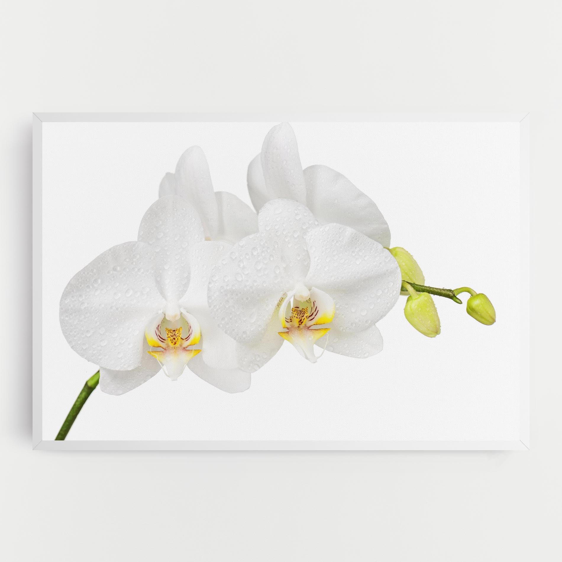 Orchids On White mockup 0