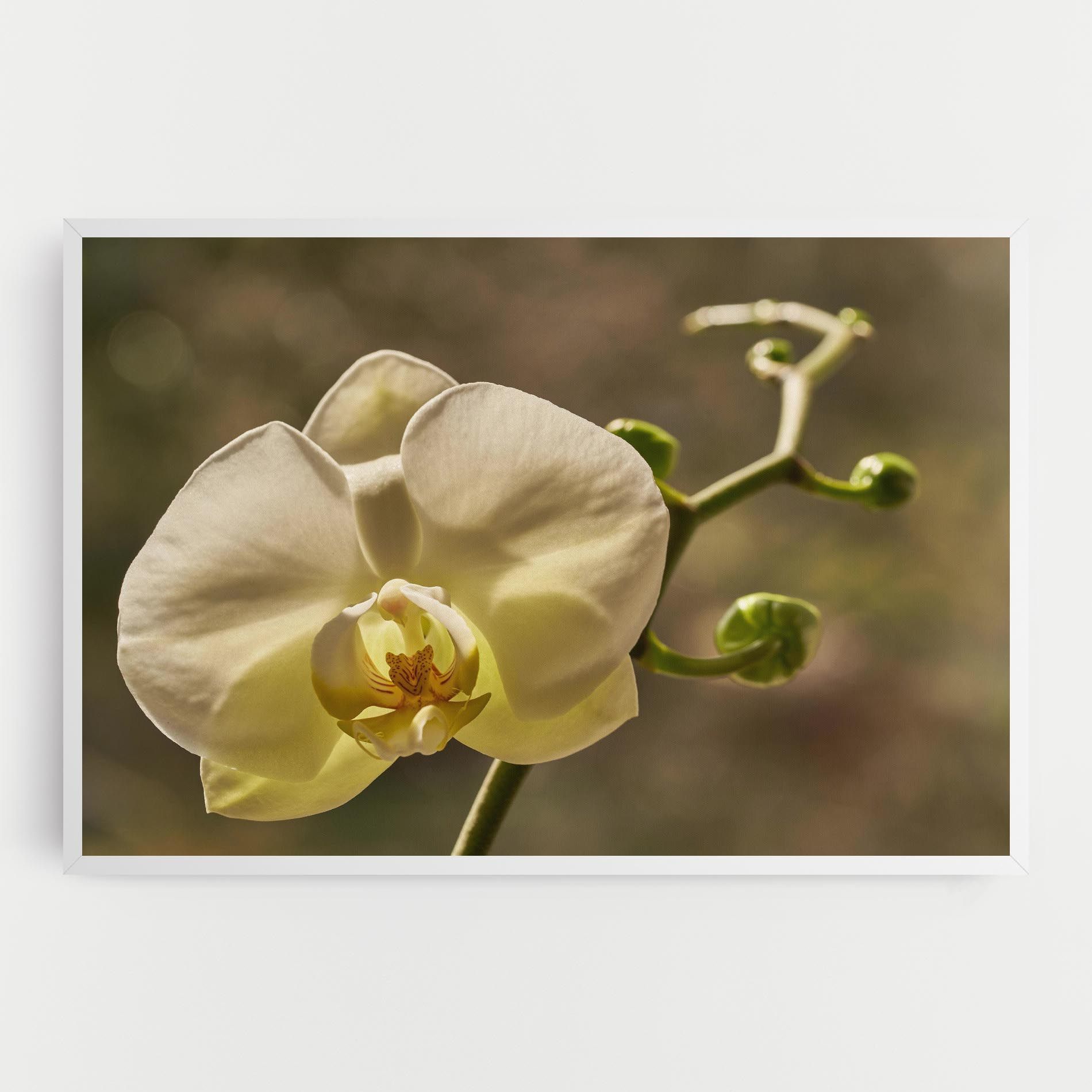 Pastel Yellow Orchid In Garden mockup 0