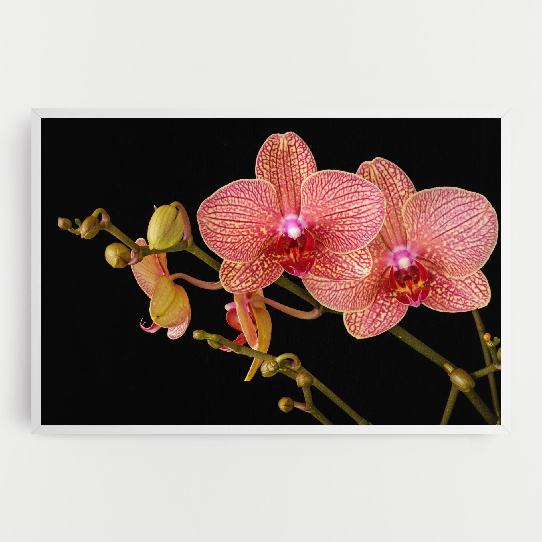 Картина на платно Pink Orchids On Black mockup 0