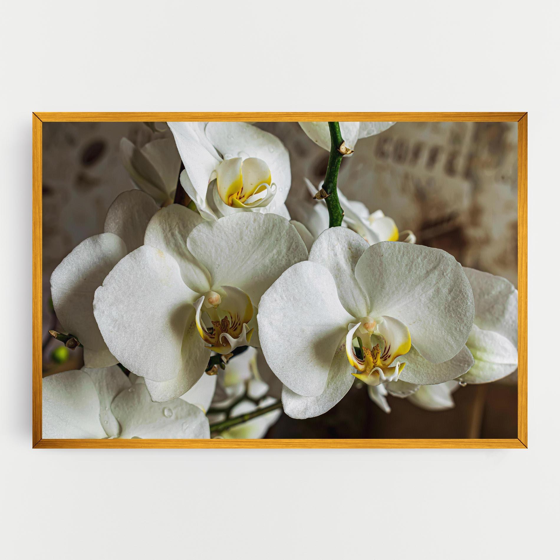 Картина на платно Beautiful White Orchids mockup 0