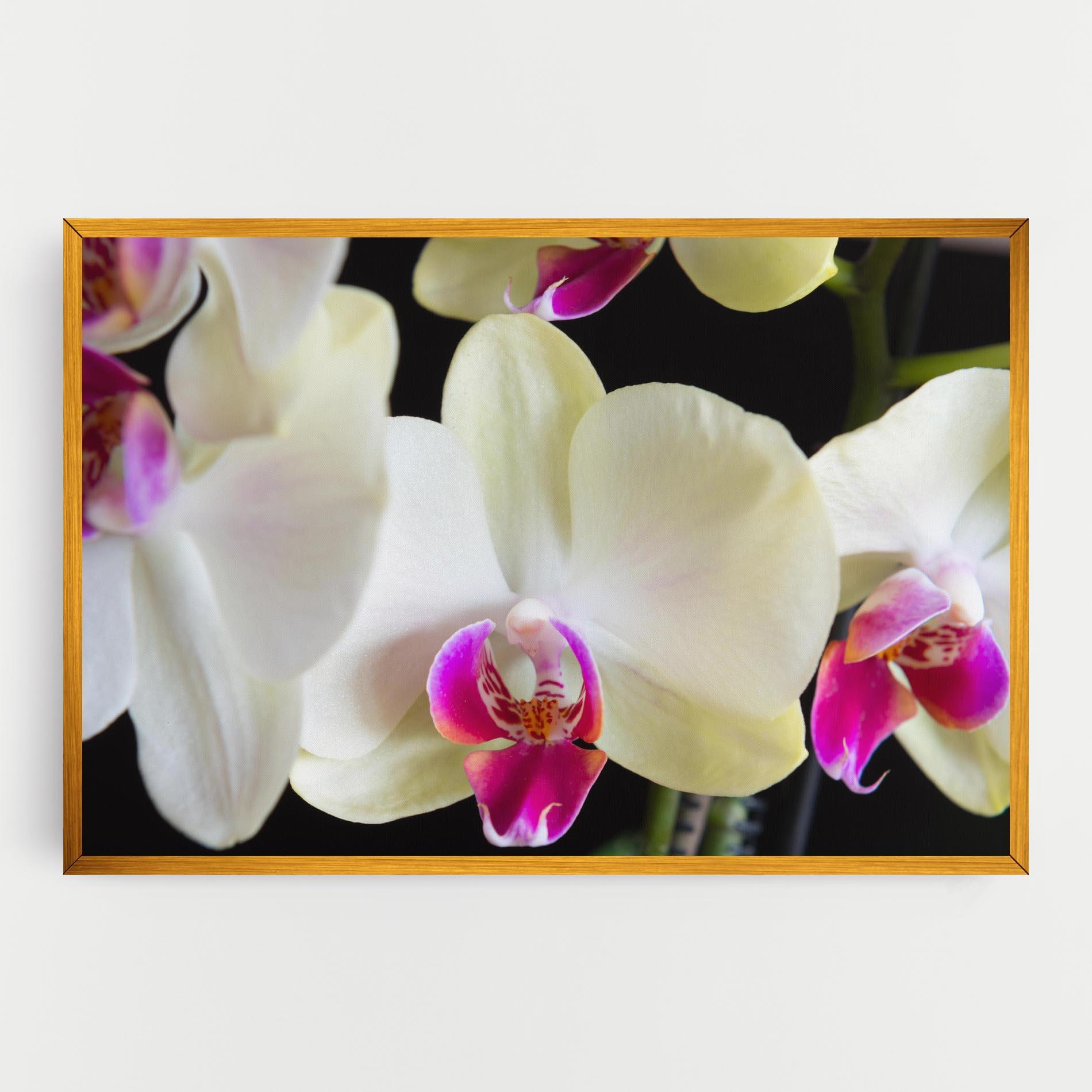 Картина на платно Cream Purple Orchids mockup 0