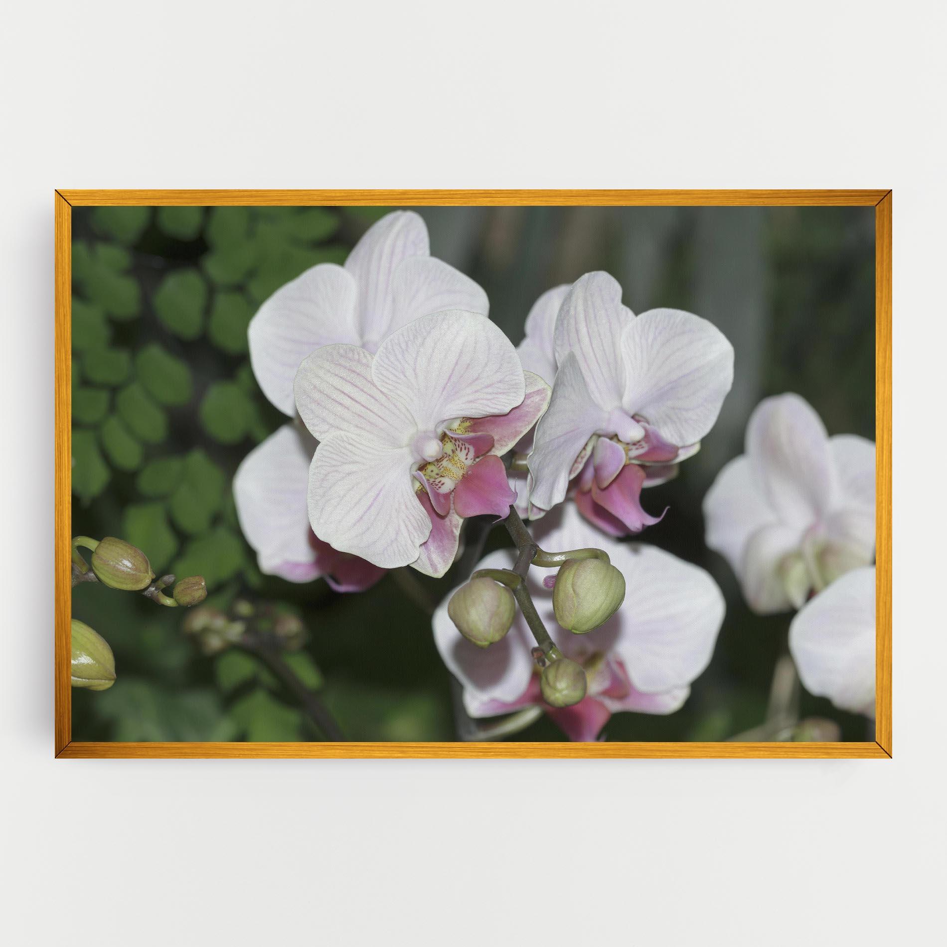 Картина на платно Orchid Botanical Garden mockup 0