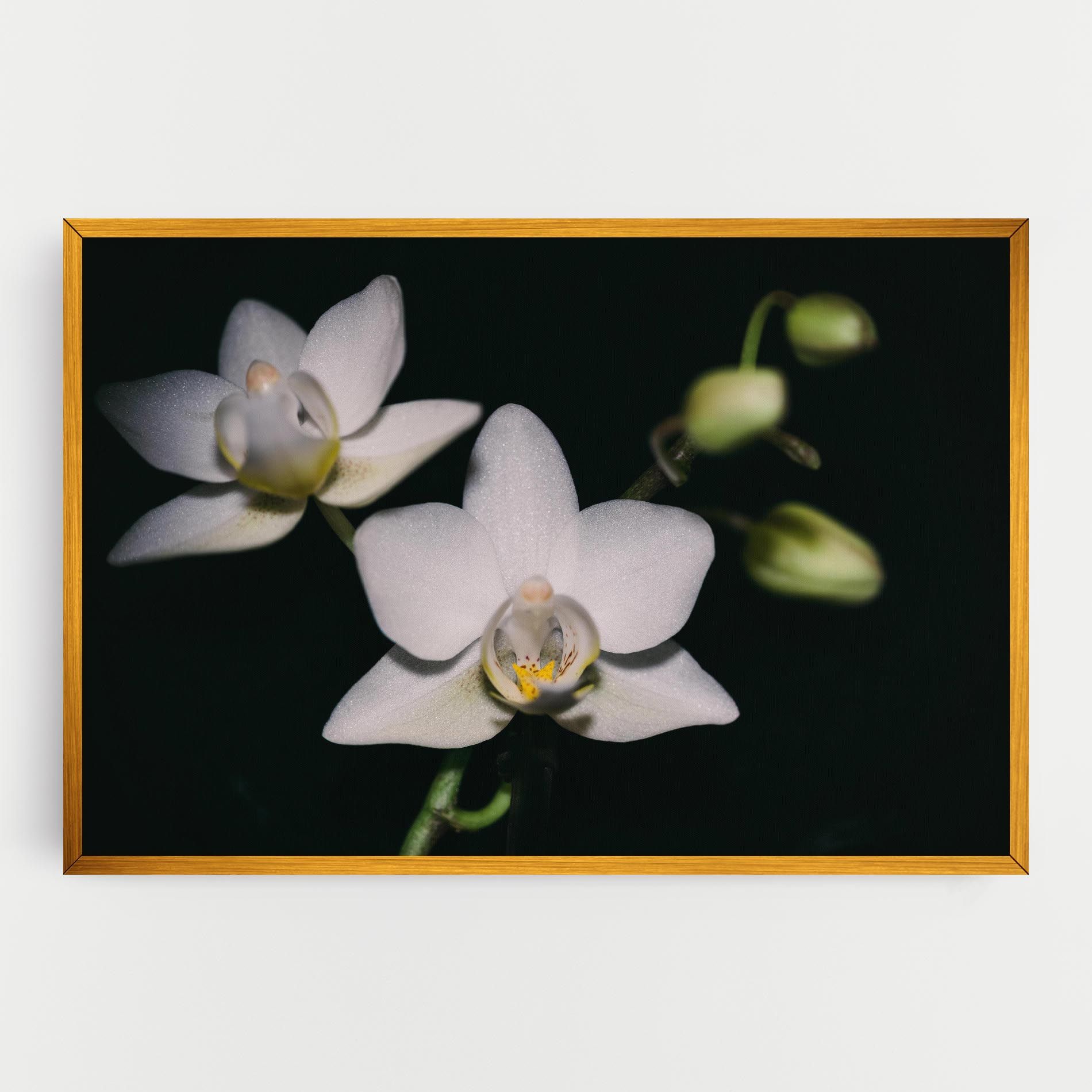 Orchids On Black mockup 0