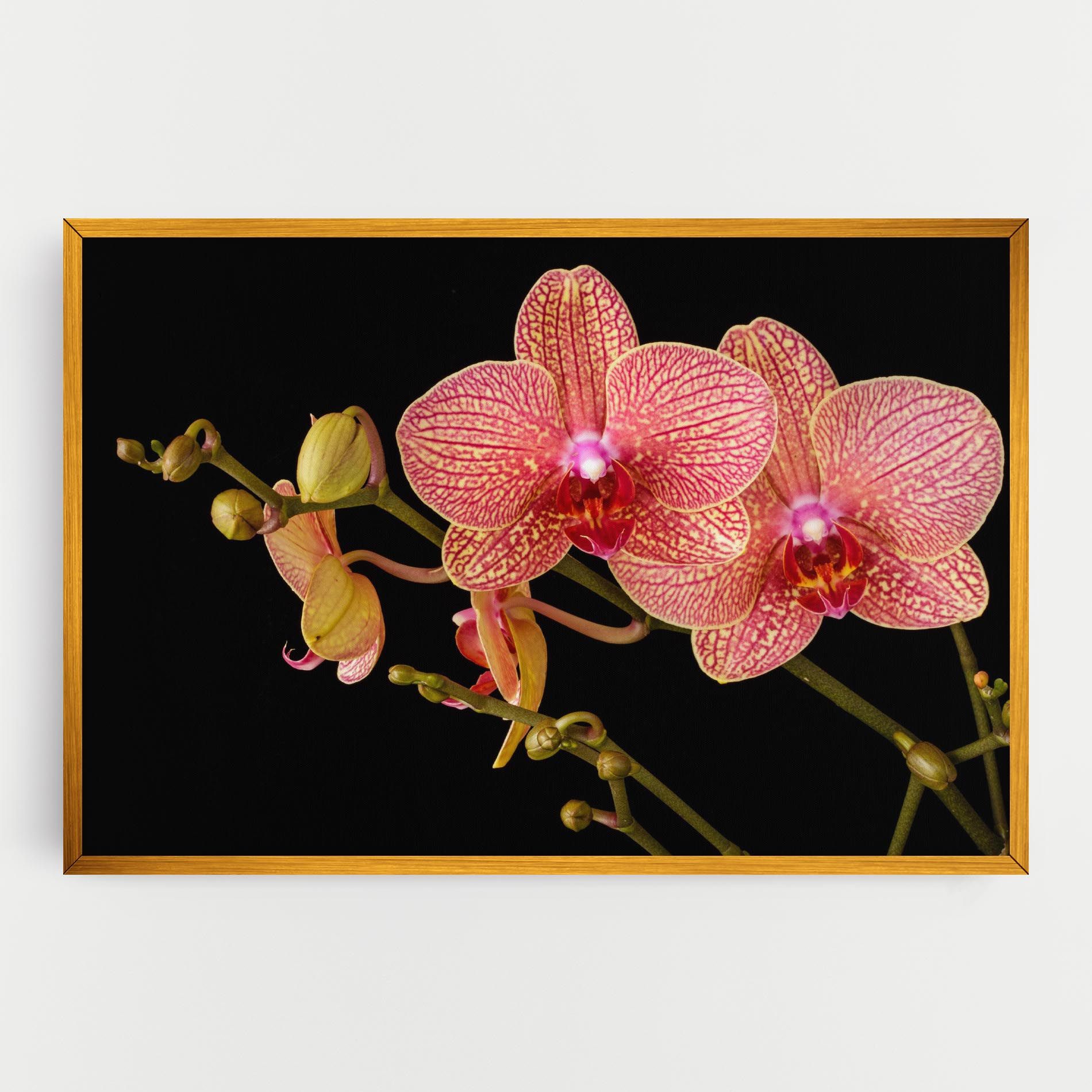 Pink Orchids On Black mockup 0