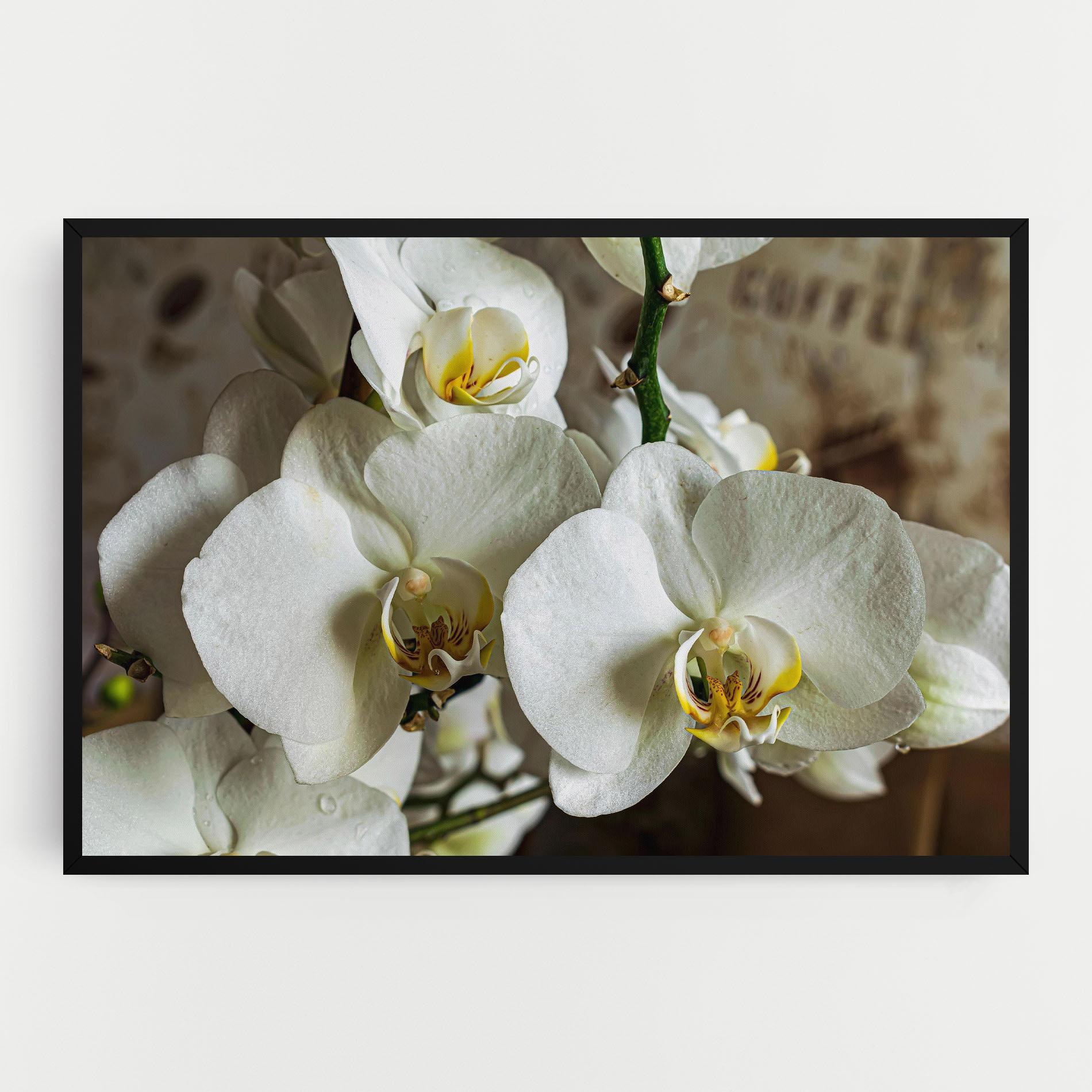 Картина на платно Beautiful White Orchids mockup 0