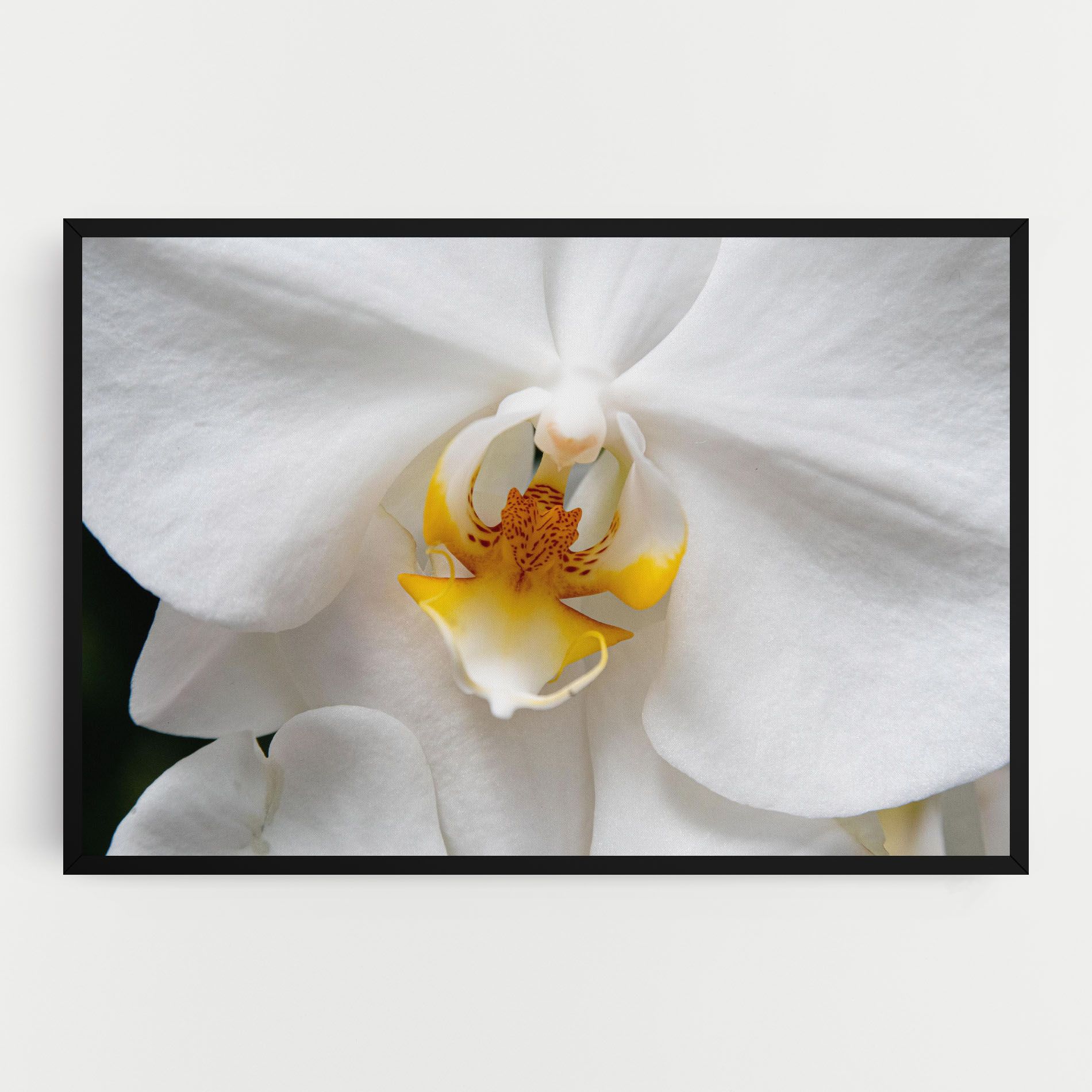 Big Orchid Close Up mockup 0
