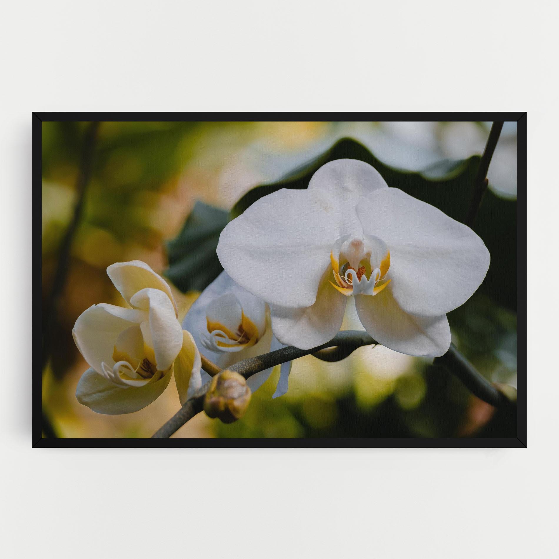 Картина на платно Cream Orchid In Nature mockup 0