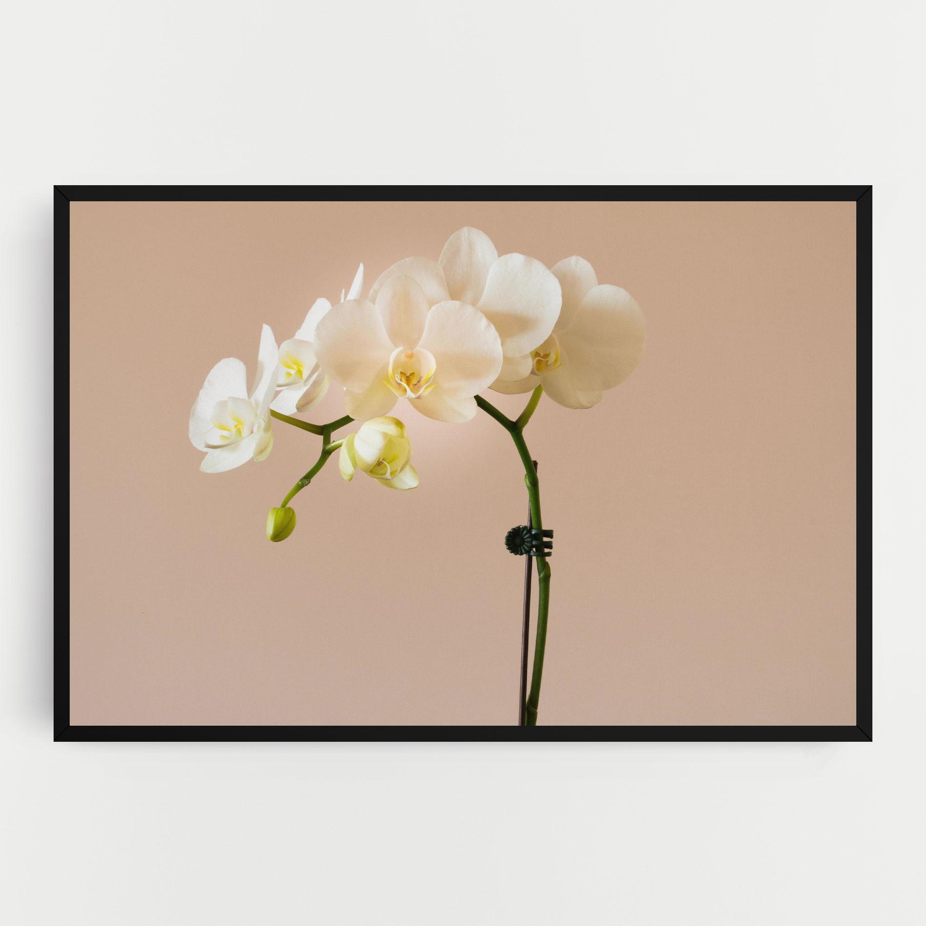 Картина на платно Cream Orchid On Pink mockup 0