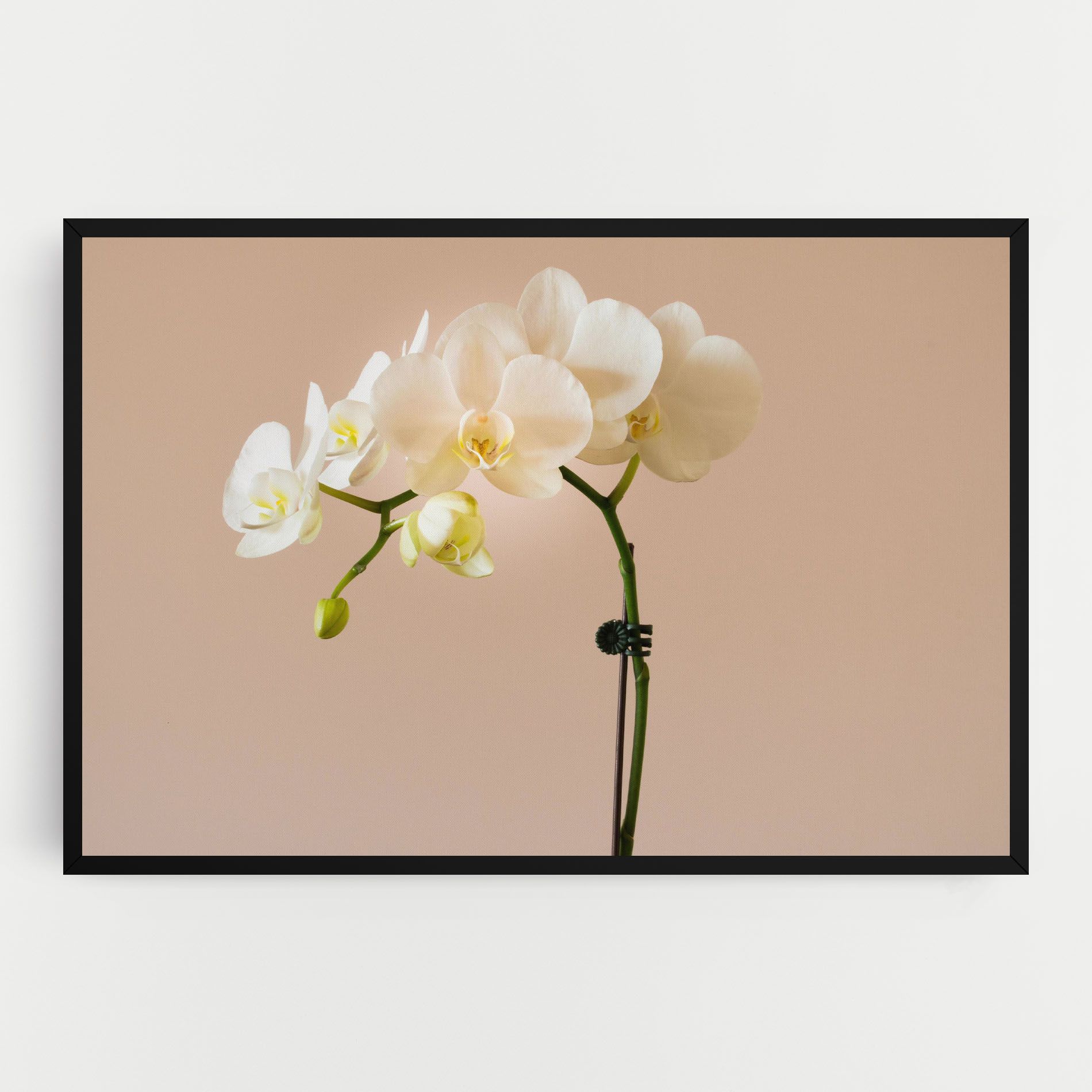 Cream Orchid On Pink mockup 0