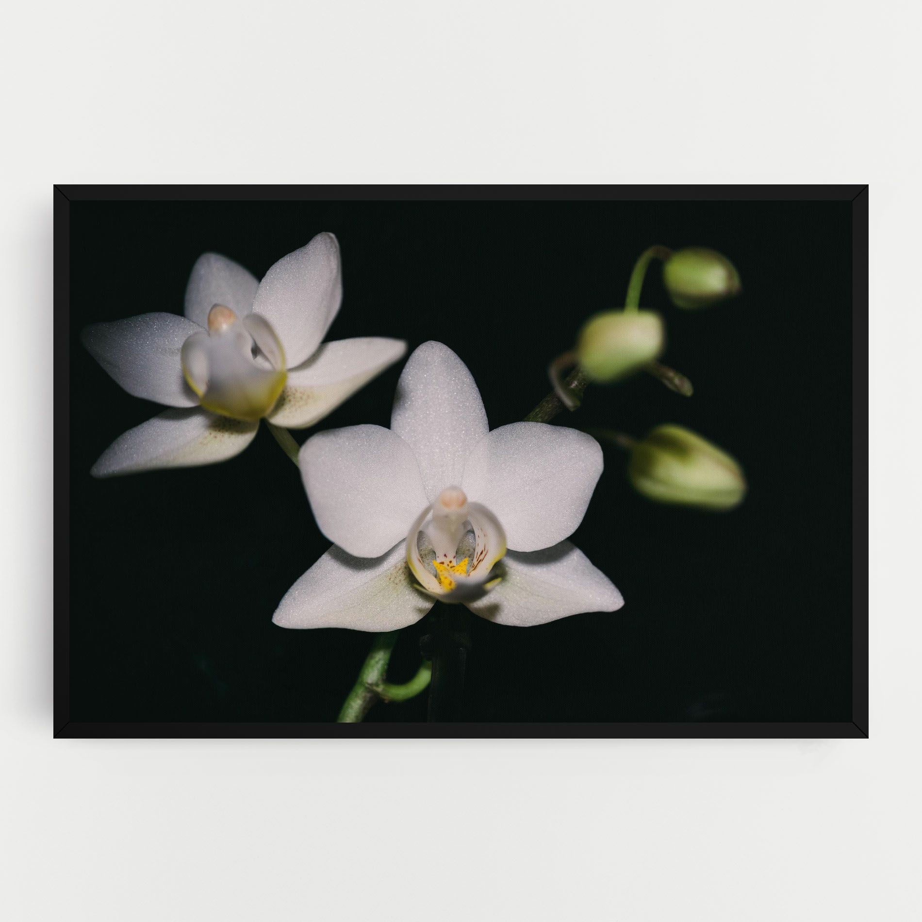 Orchids On Black mockup 0
