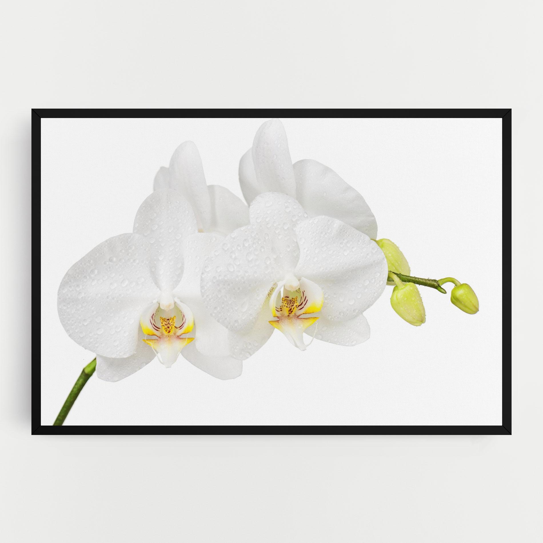 Картина на платно Orchids On White mockup 0