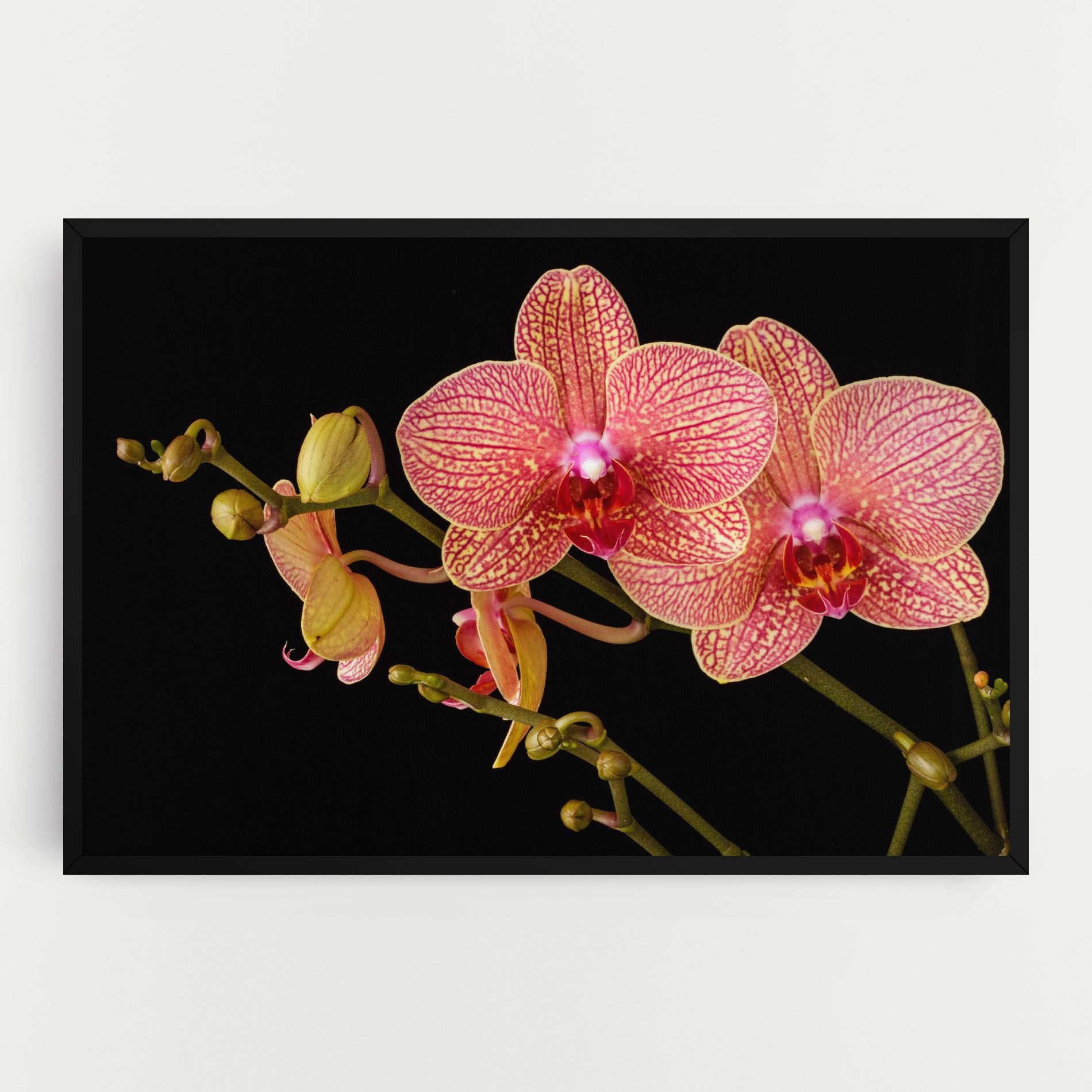 Pink Orchids On Black mockup 0