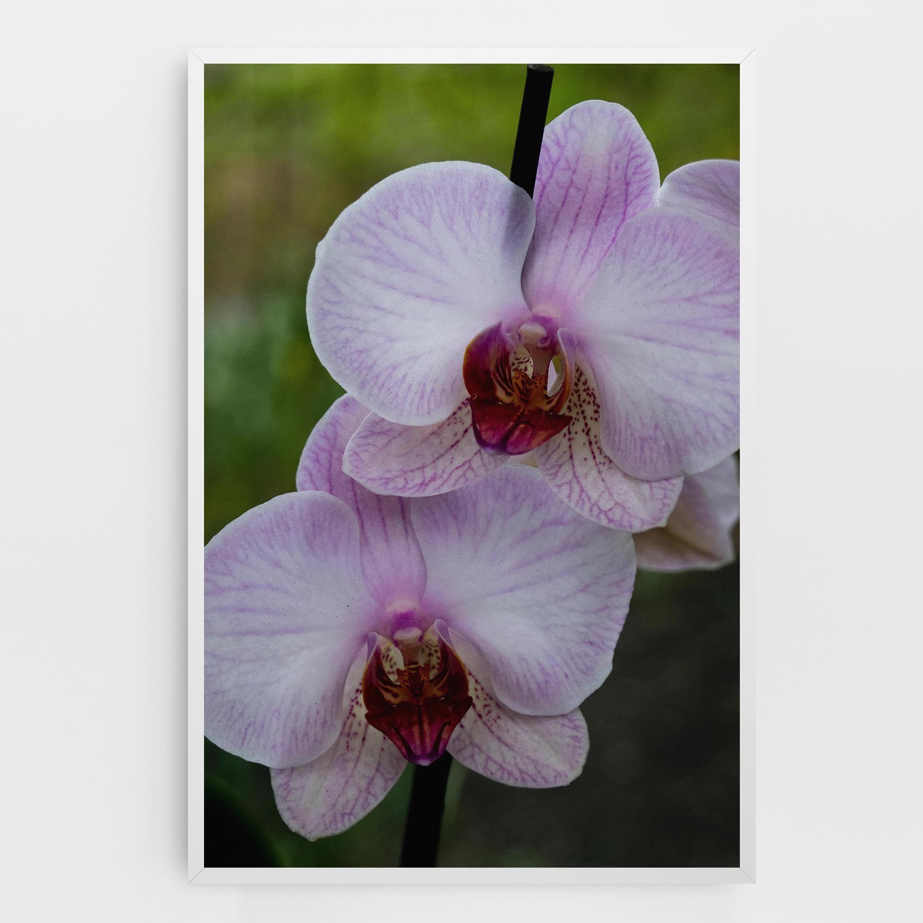 Garden Light Purple Orchid mockup 0
