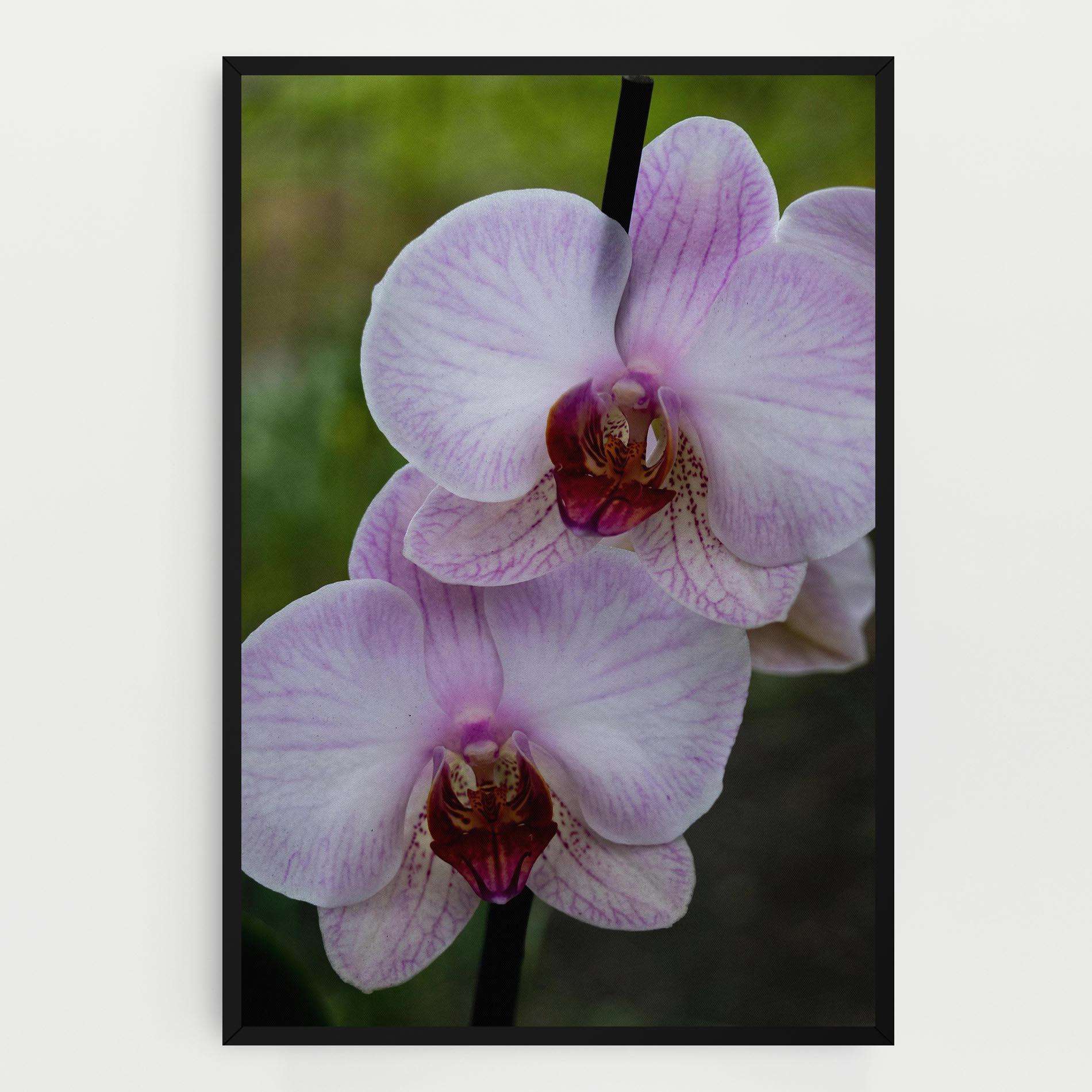 Картина на платно Garden Light Purple Orchid mockup 0