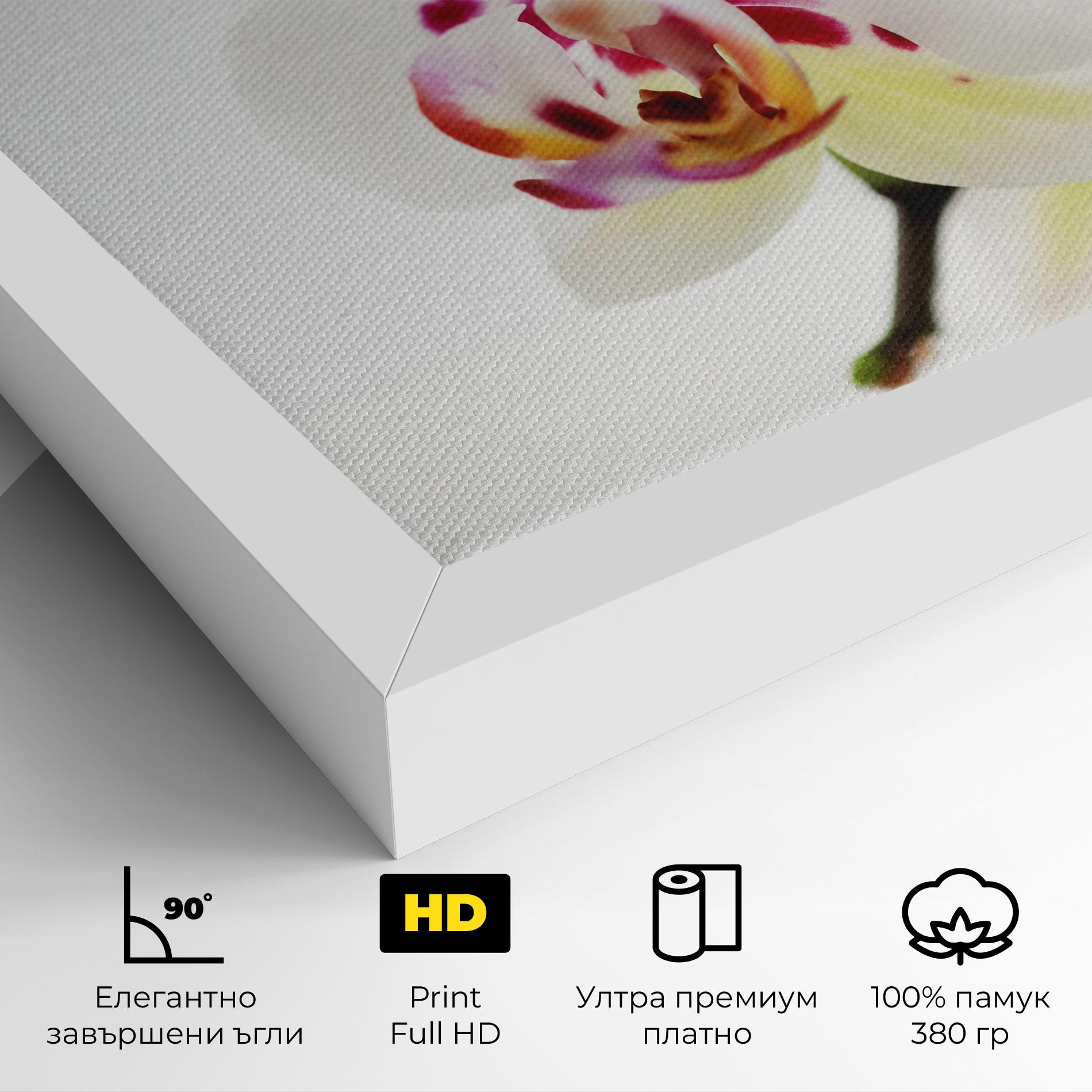 Картина на платно Clean White Orchid mockup 4
