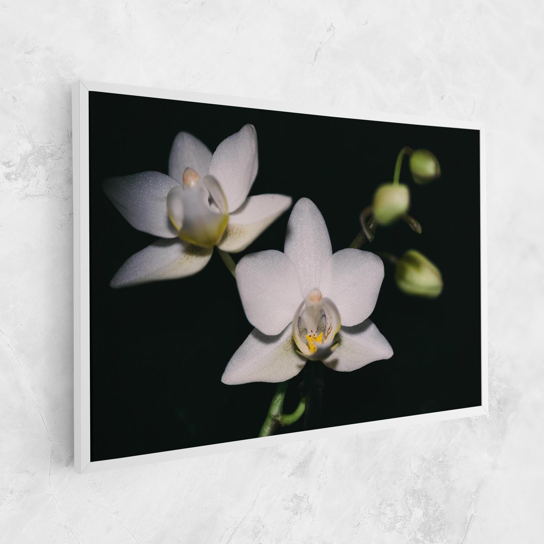 Orchids On Black mockup 1