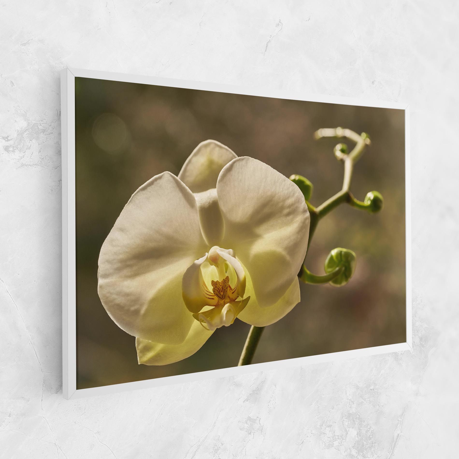Pastel Yellow Orchid In Garden mockup 1