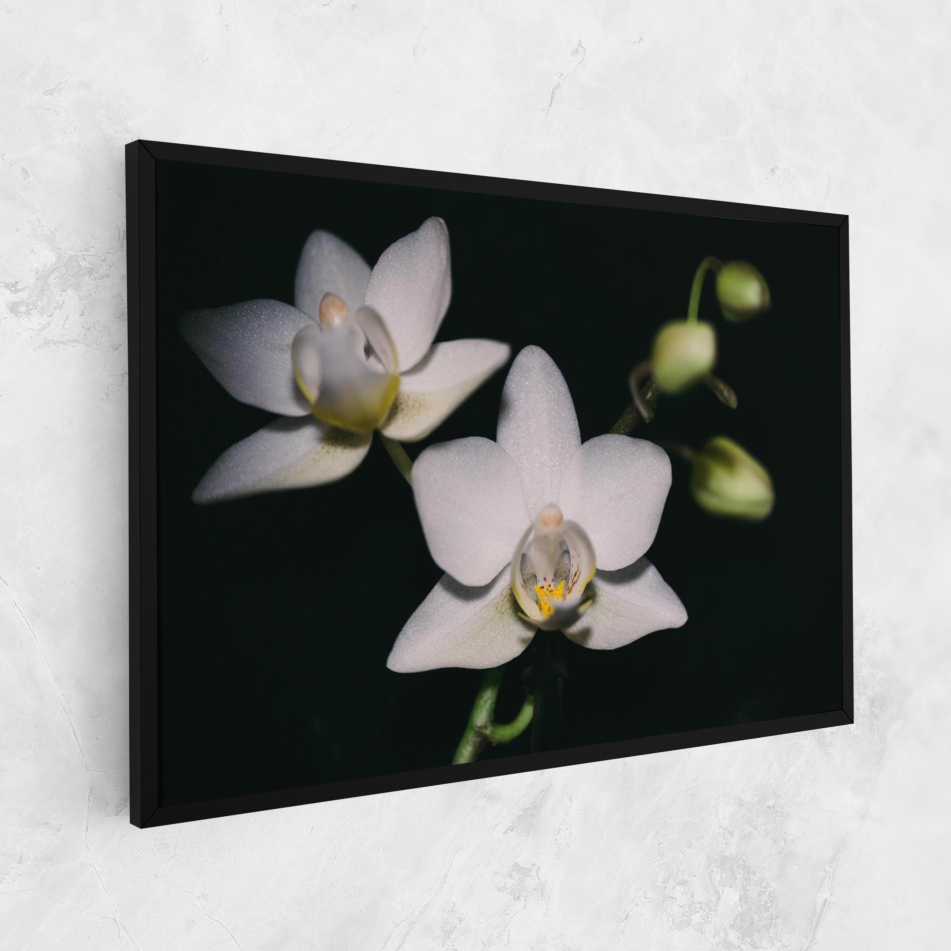 Orchids On Black mockup 1