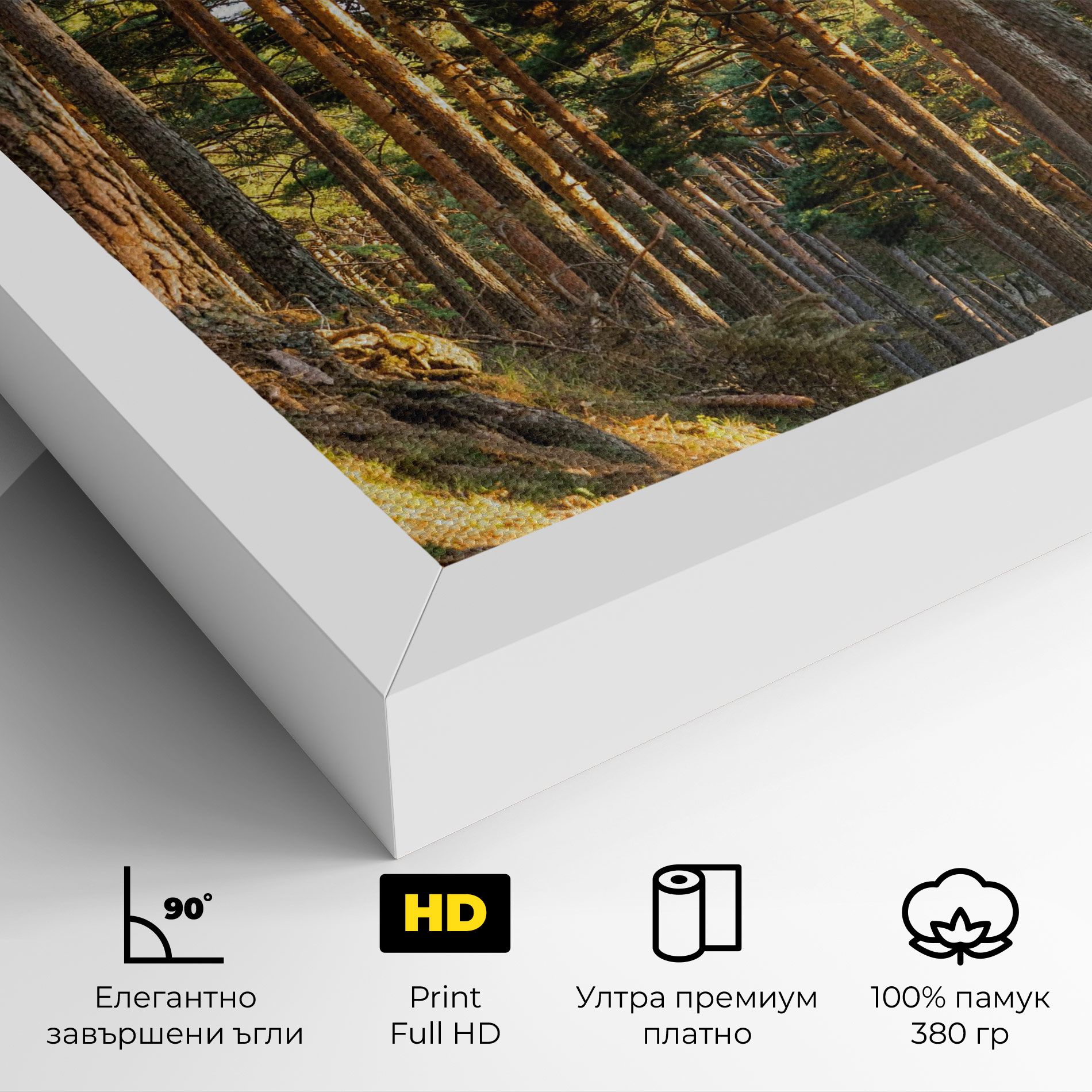 Big Trees Forest mockup 4