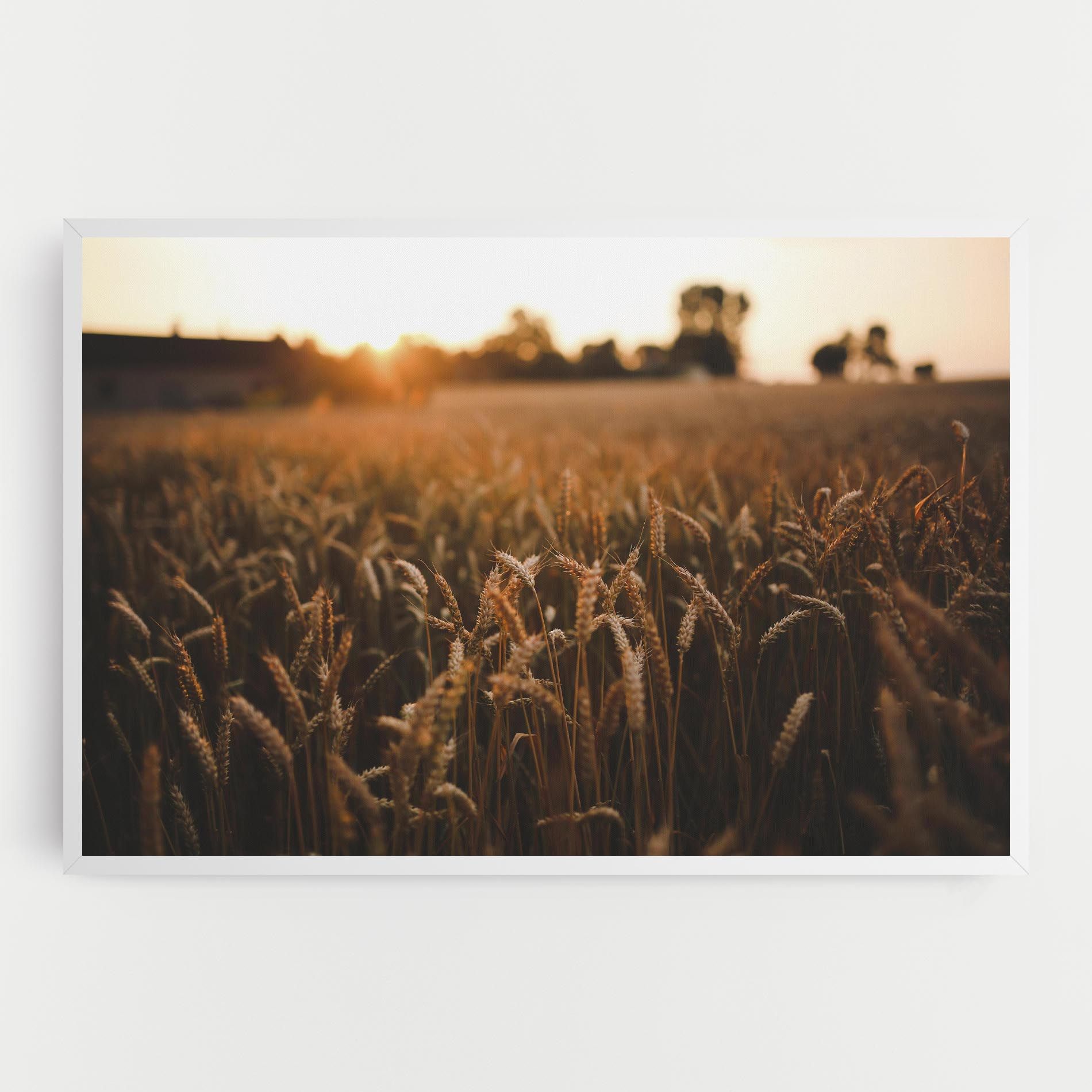 Summer Field mockup 0