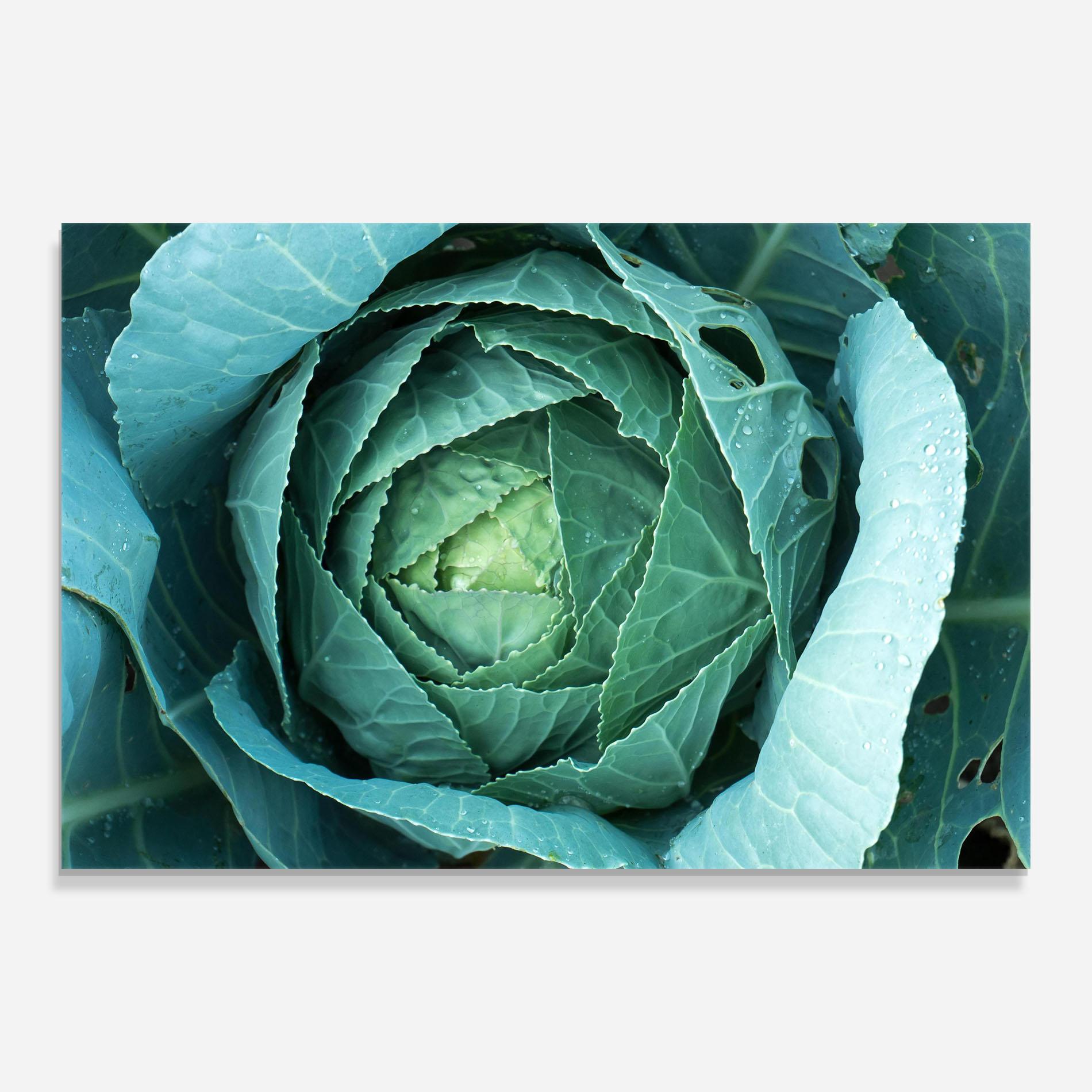 Стъклена картина Blue Lettuce mockup 0