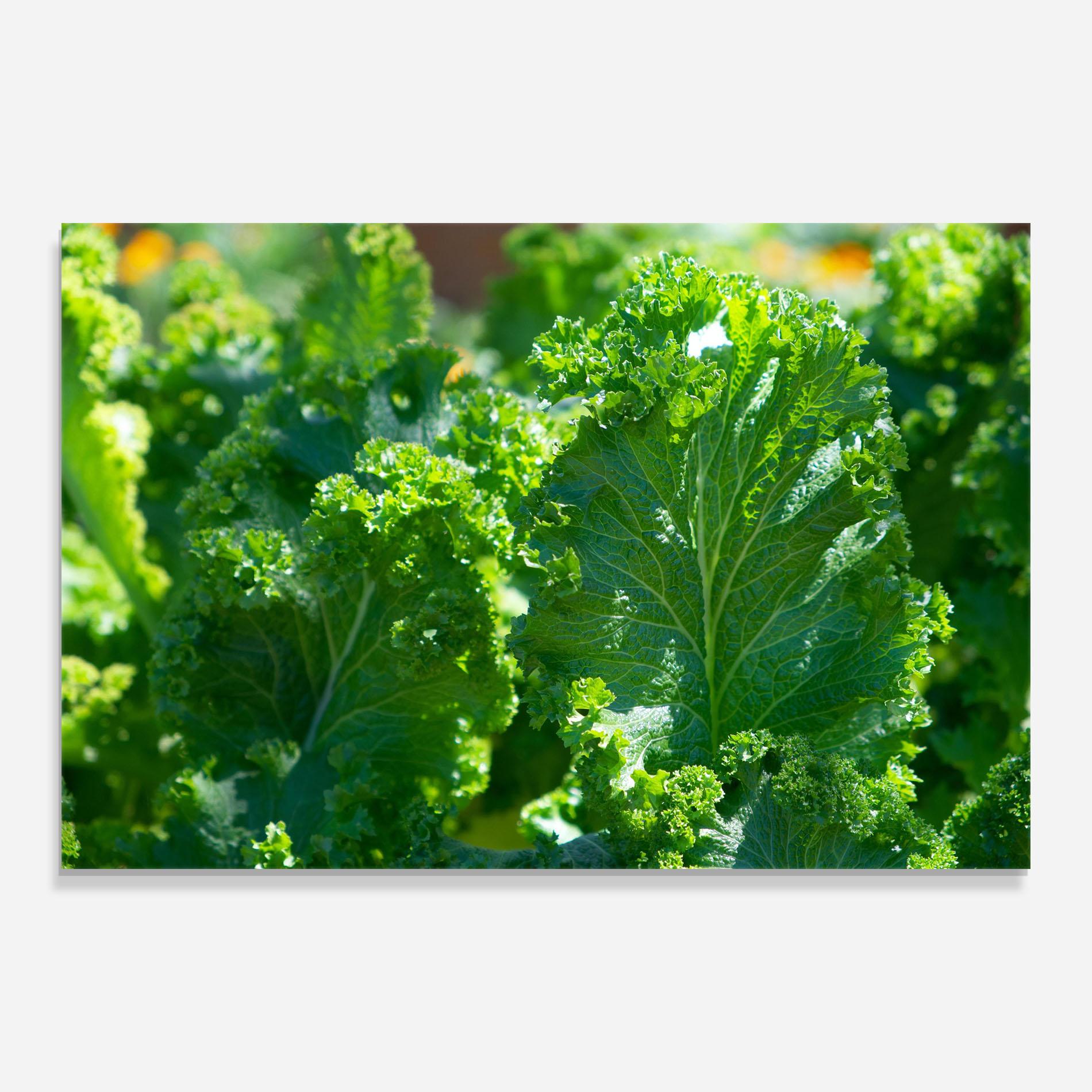 Стъклена картина Lettuce View mockup 0