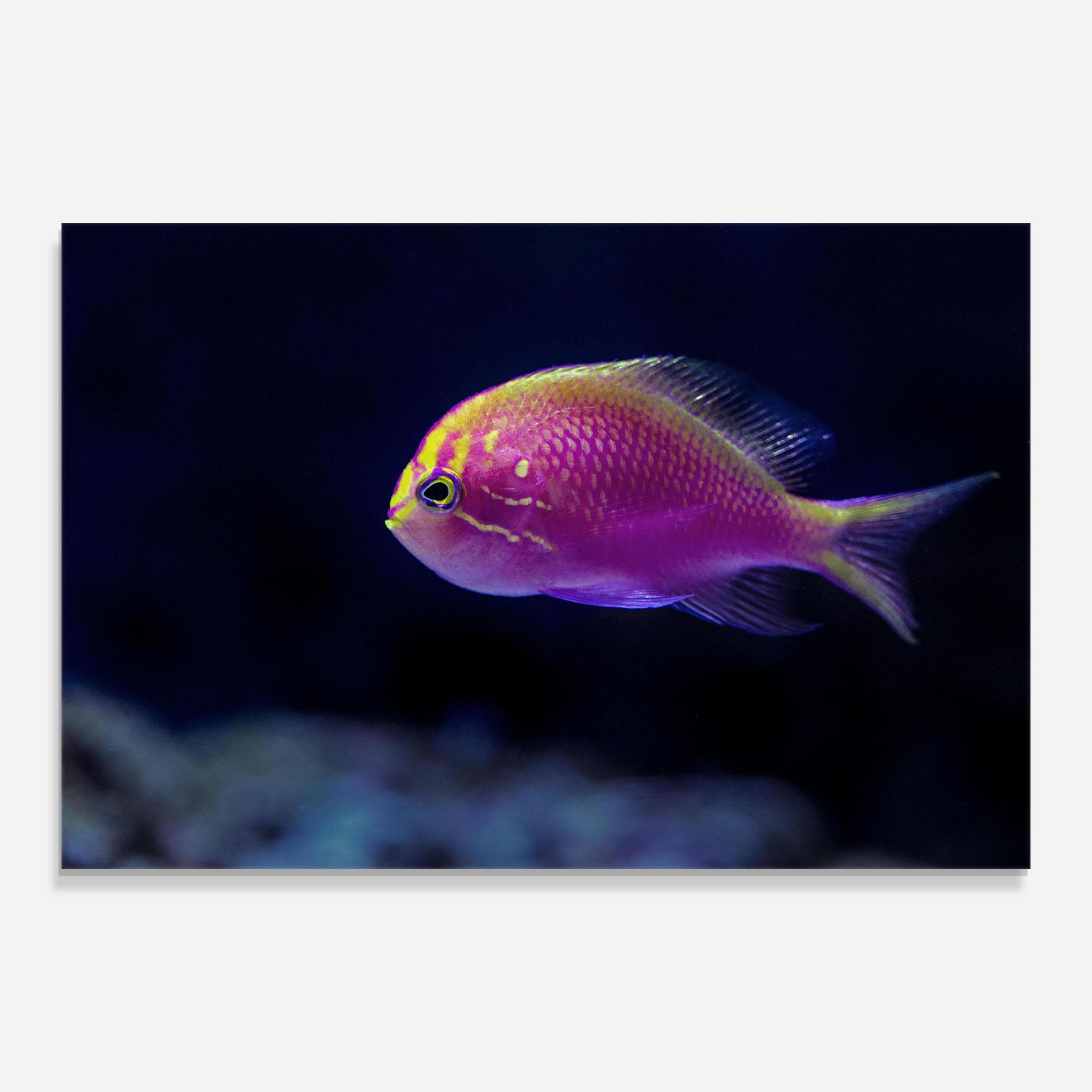 Стъклена картина Angry Pink Fish mockup 0