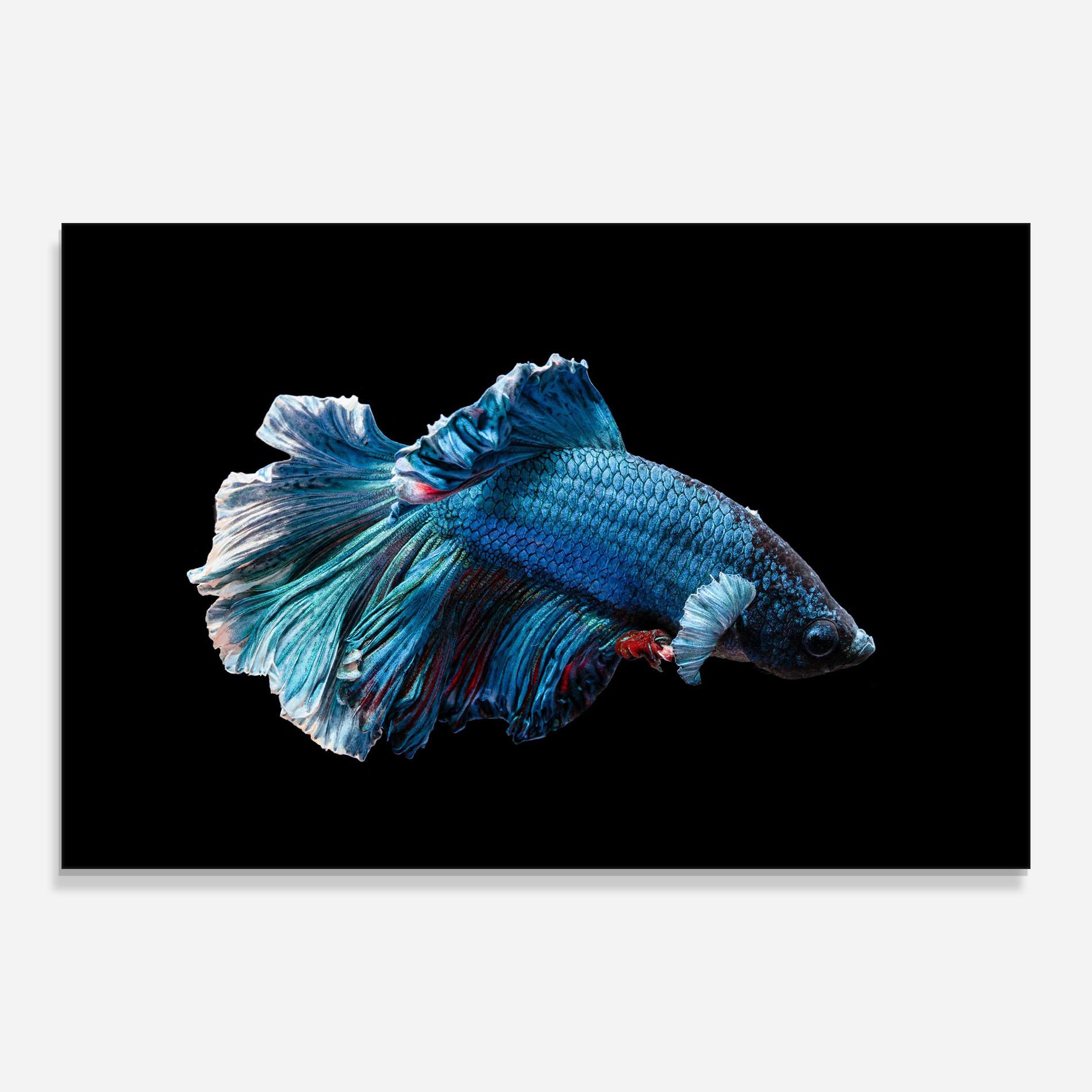 Стъклена картина Blue Betta mockup 0