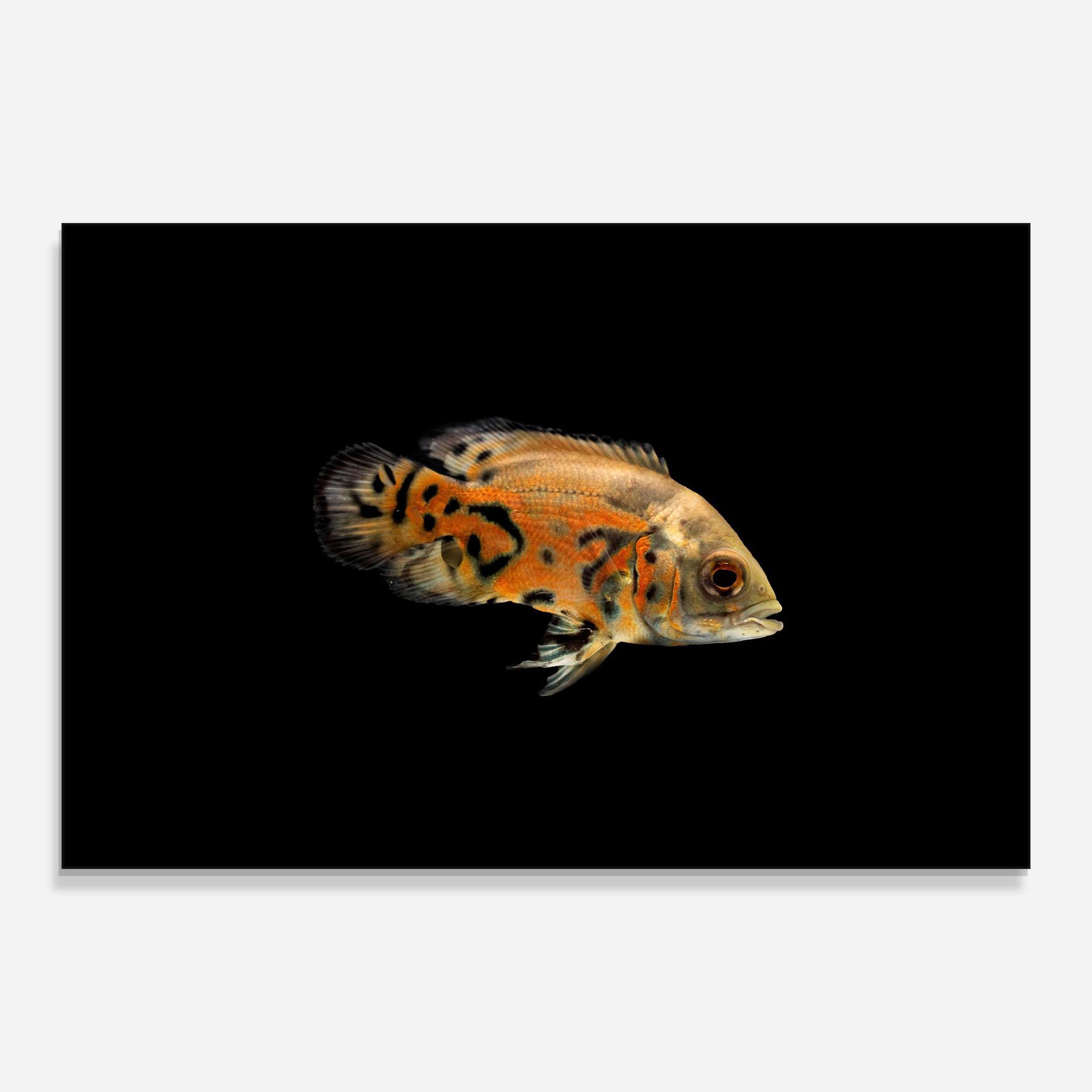 Стъклена картина Cute Brown Fish mockup 0