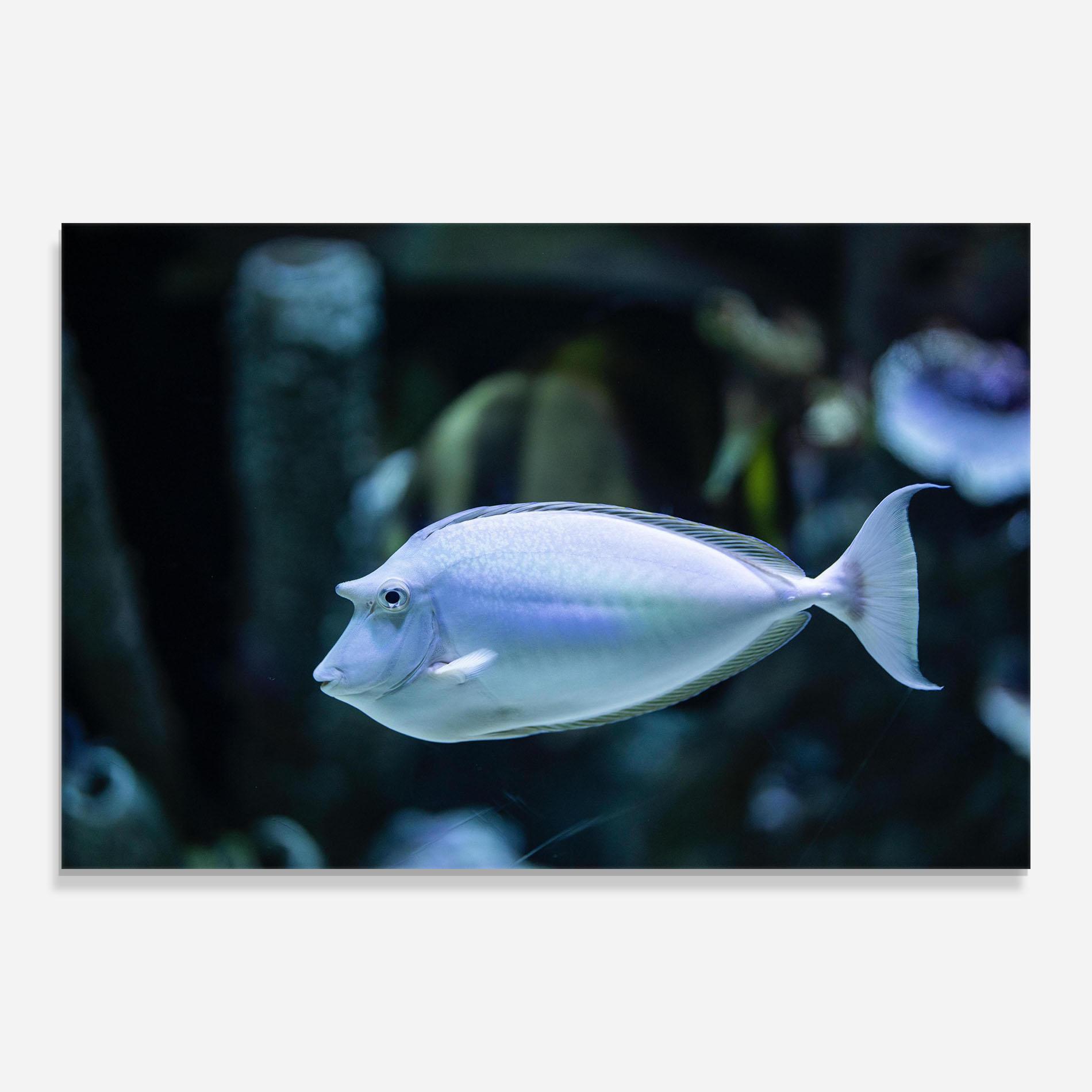 Стъклена картина Funny Face Fish mockup 0