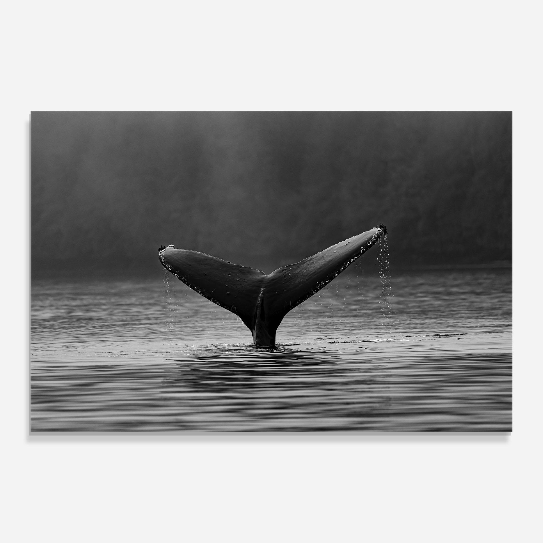 Стъклена картина Grey Tail mockup 0