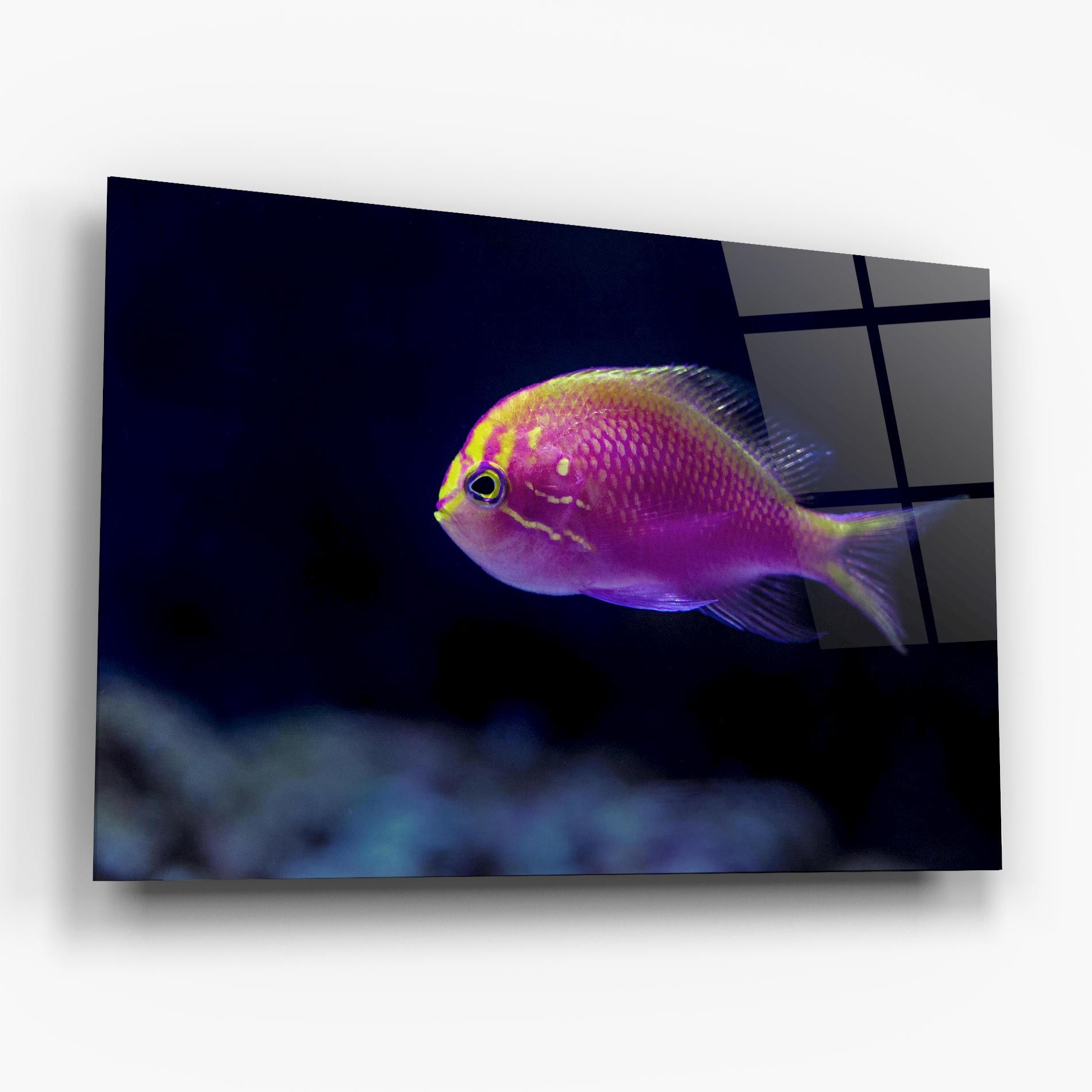 Angry Pink Fish mockup 6