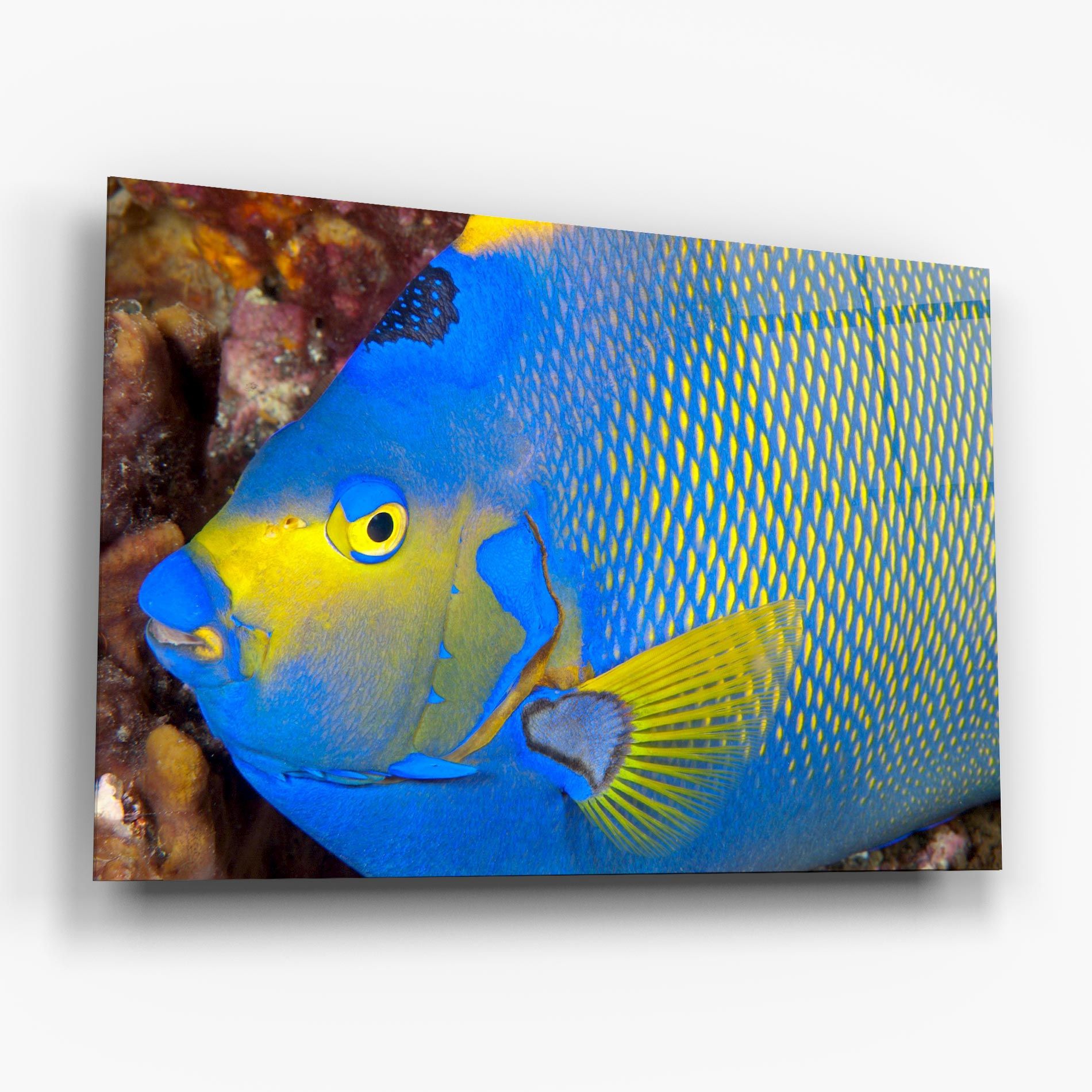 Blue Yellow Fish mockup 6