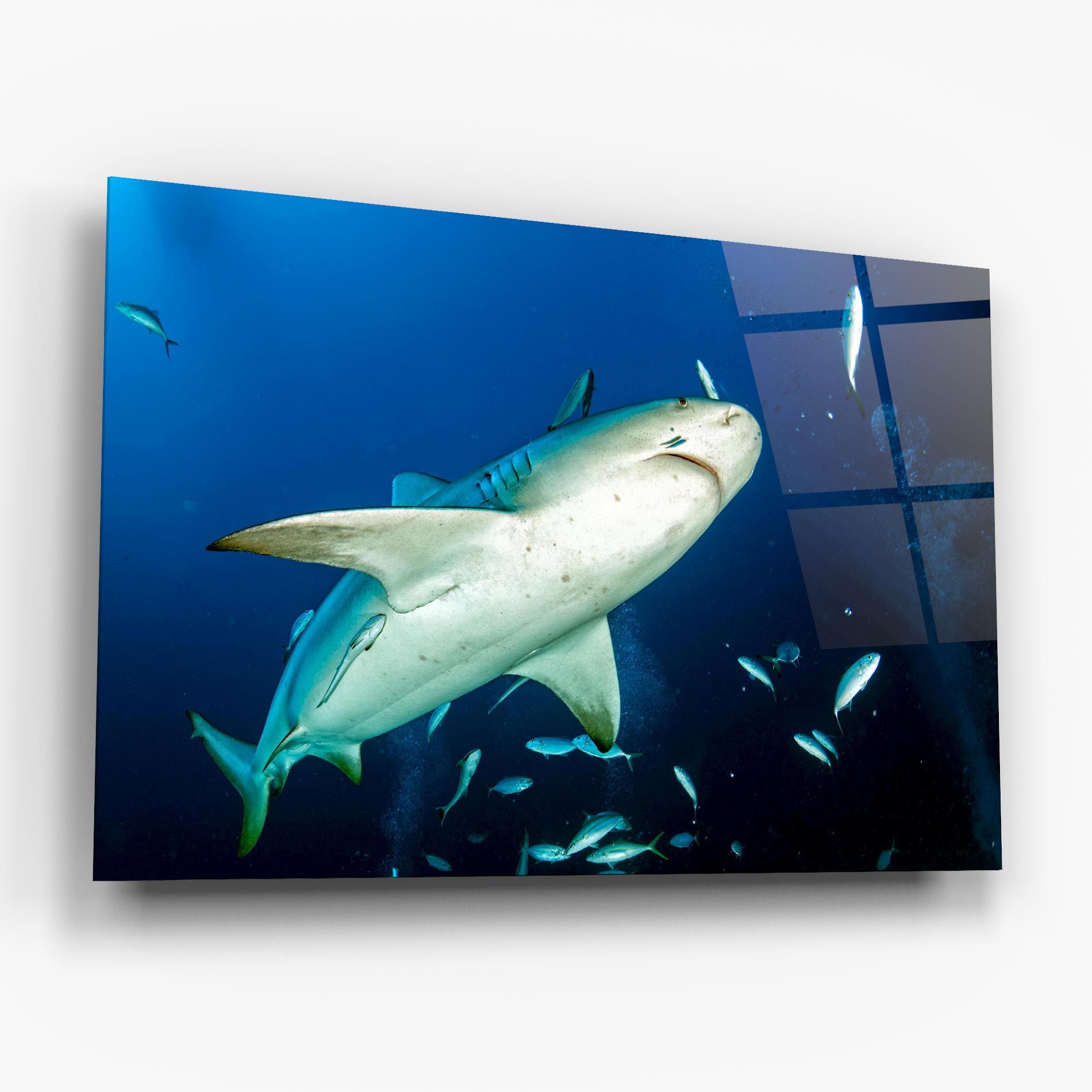 Bull Shark mockup 6