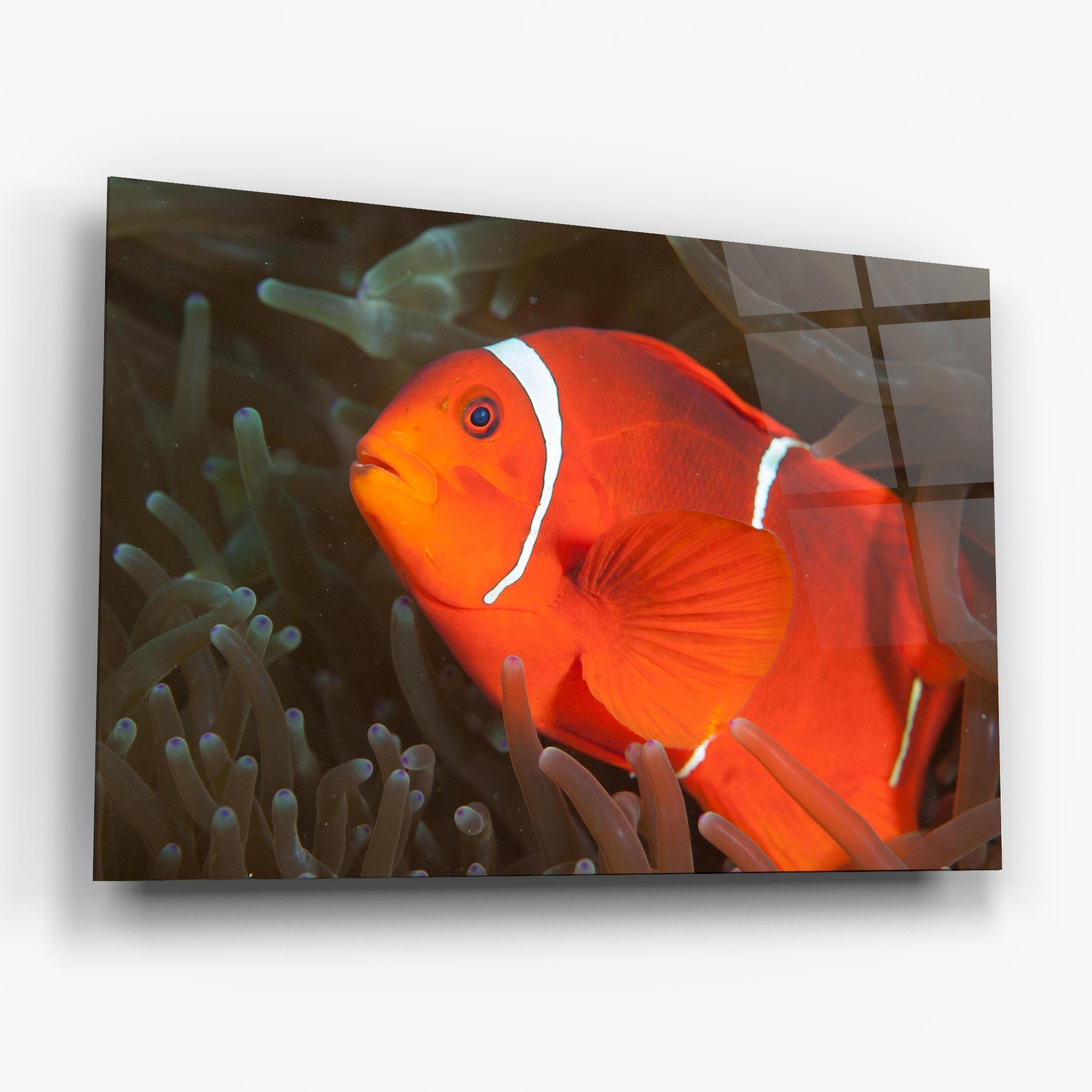 Стъклена картина Nemo Clownfish mockup 6