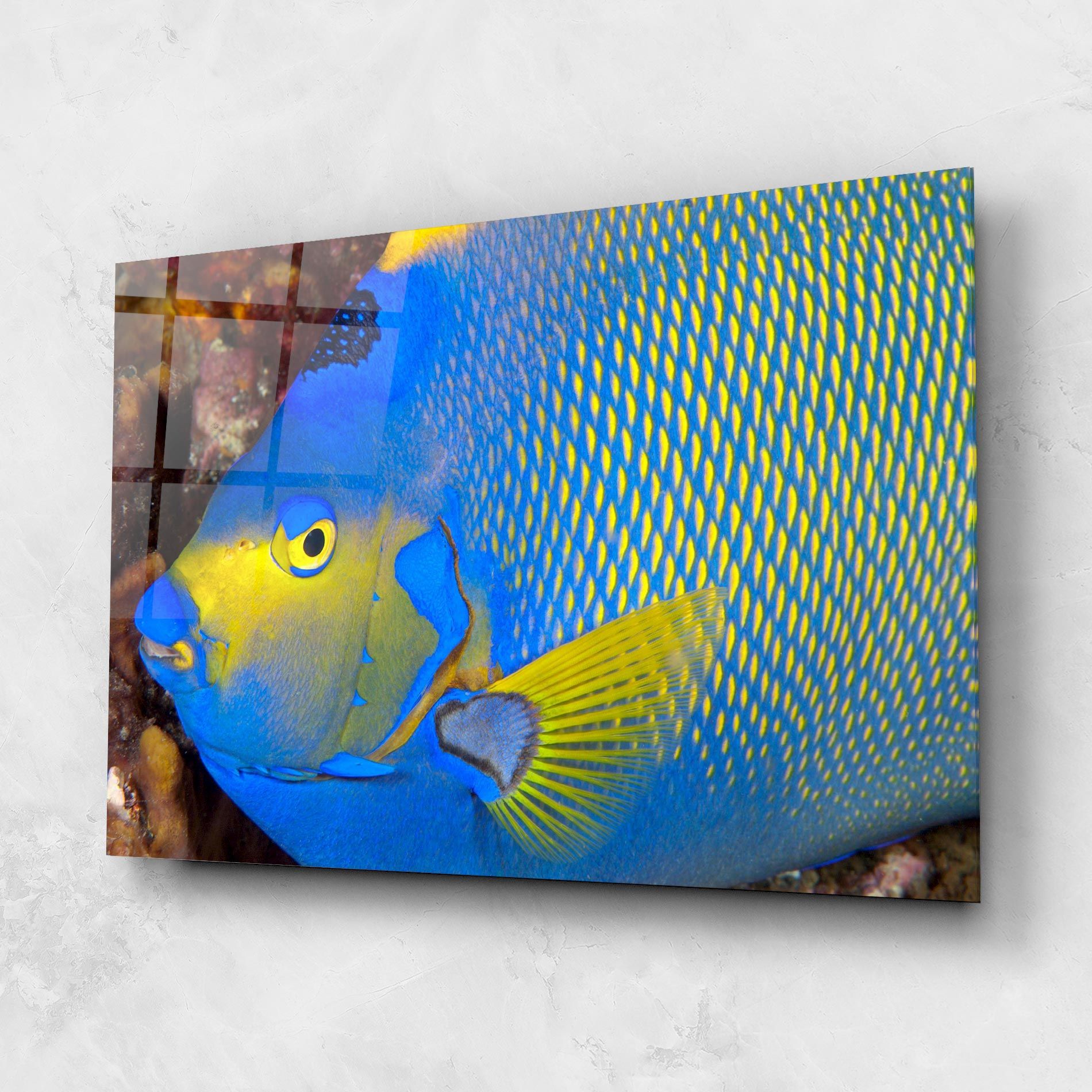 Blue Yellow Fish mockup 1
