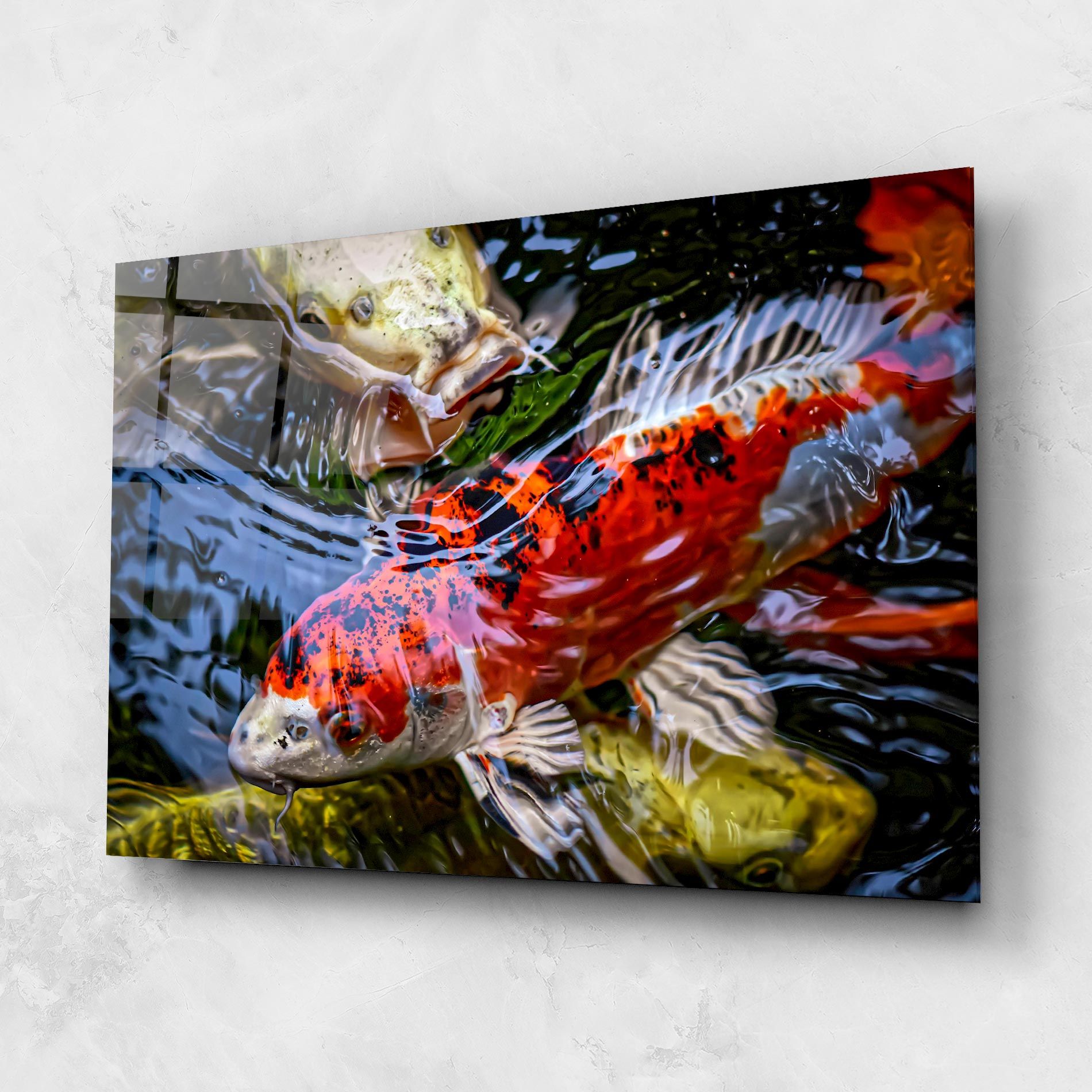 Koi mockup 1