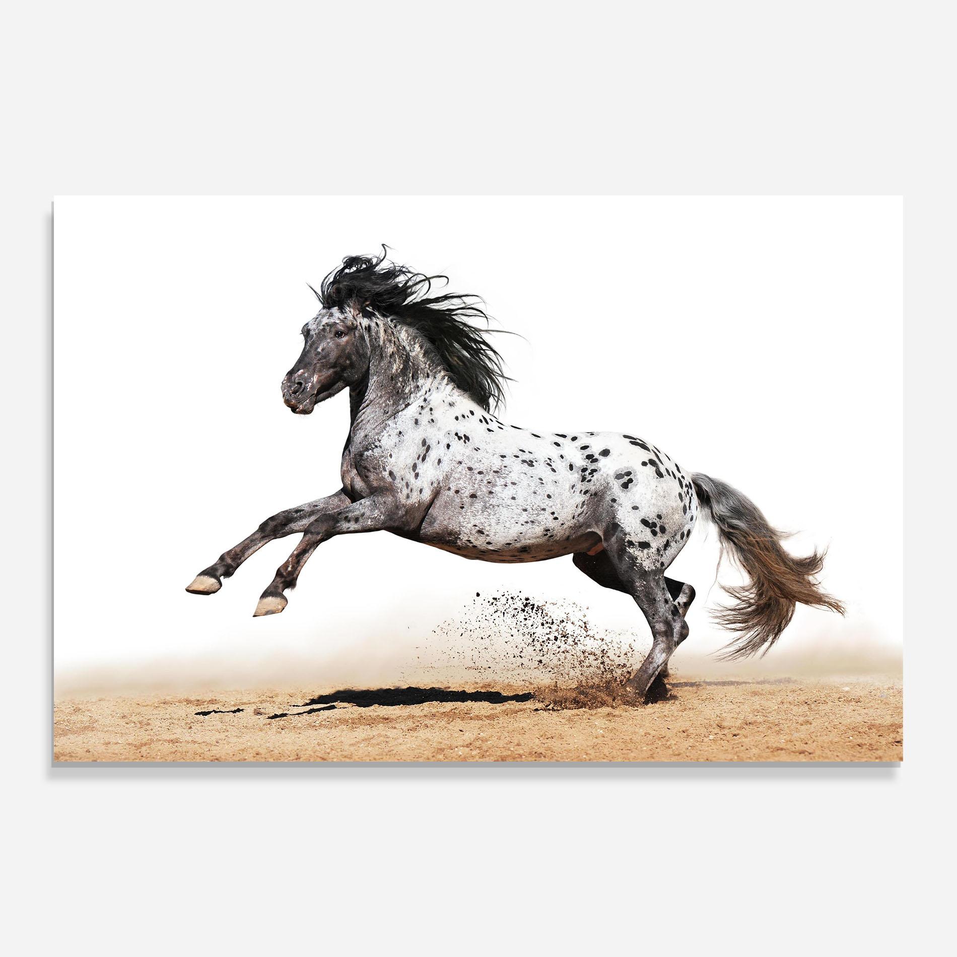 Стъклена картина Appaloosa Horse Running mockup 0