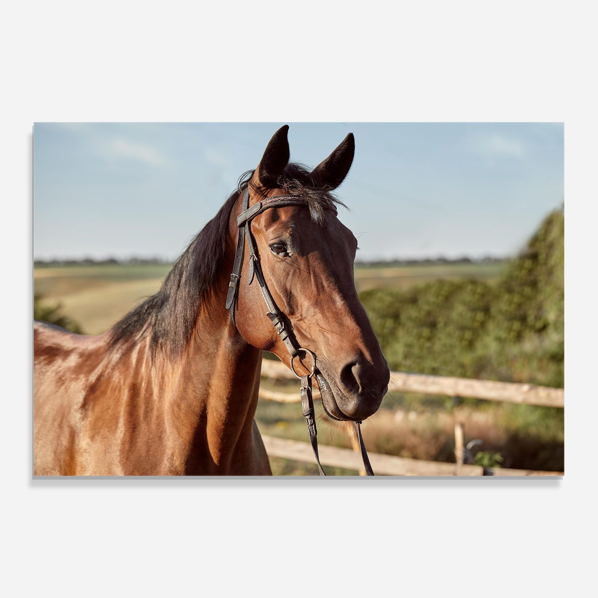 Brown Horse Close Up mockup 0